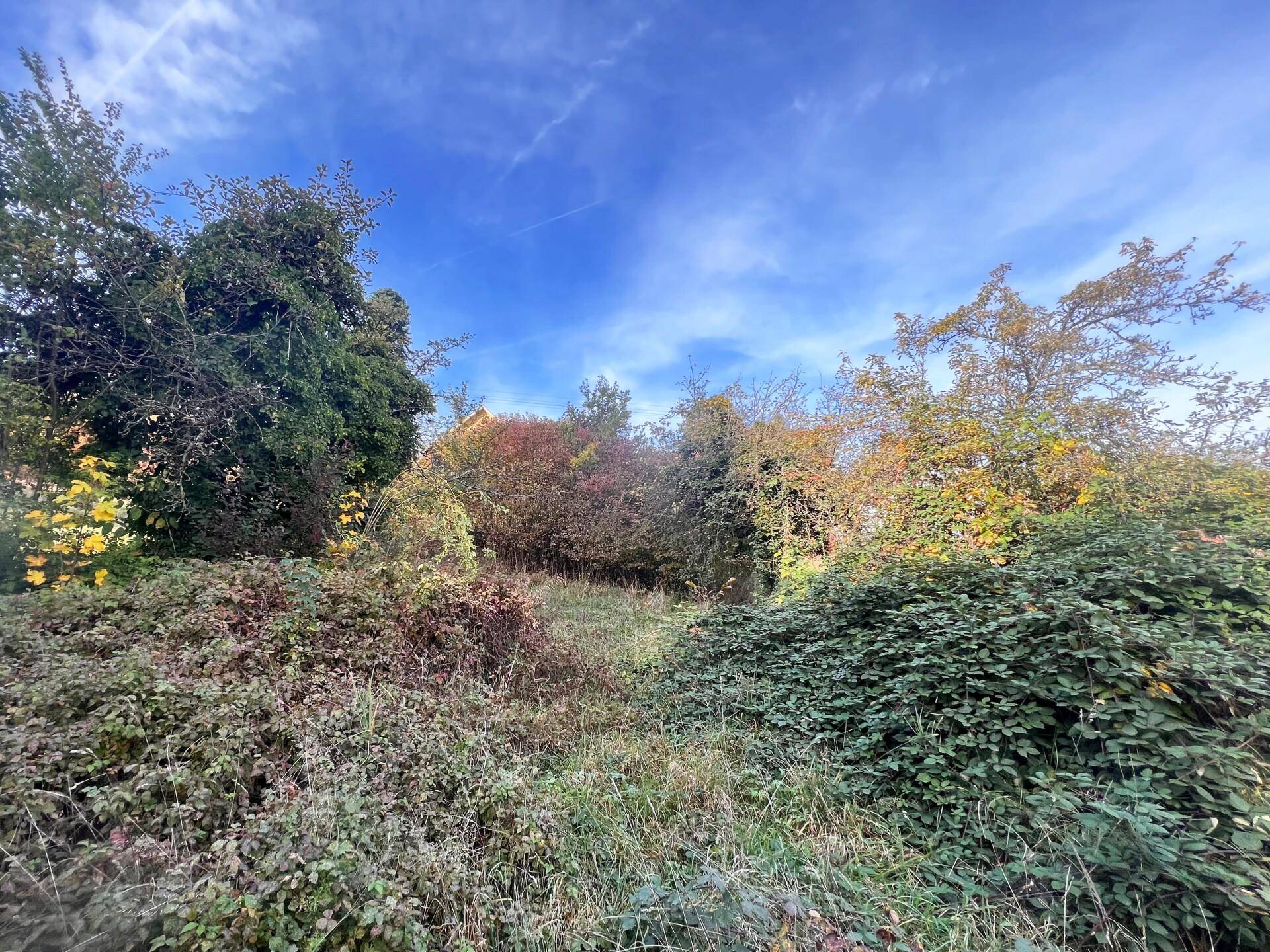 Blick über ein verwildertes Wiesengrundstück mit Häusern in der Ferne, umgeben von Bäumen und Sträuchern unter blauem Himmel.