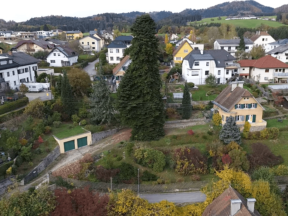 Luftaufnahme einer Wohnsiedlung am Hang mit verschiedenen Häusern und einem sehr hohen Nadelbaum.