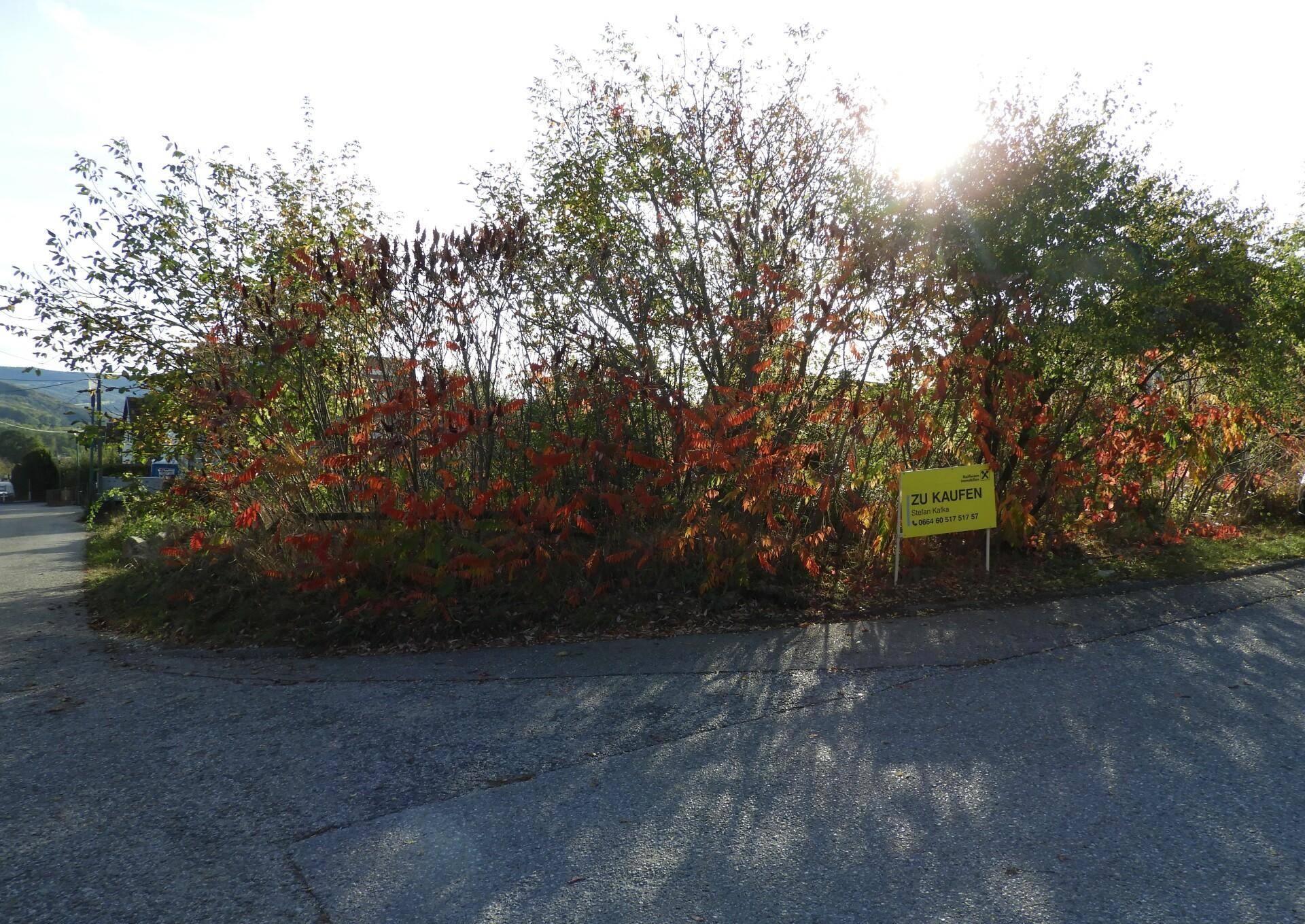 Blick auf das Grundstück von der Straße mit Herbstlaub und einem 'Zu Kaufen'-Schild.