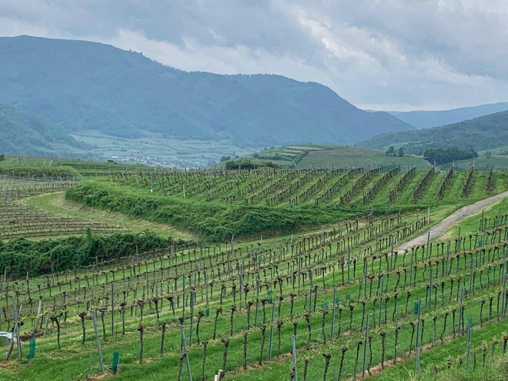 Ausgedehnte Weinberge in Reihen auf sanften Hügeln mit Bergen im Hintergrund unter einem grauen Himmel.