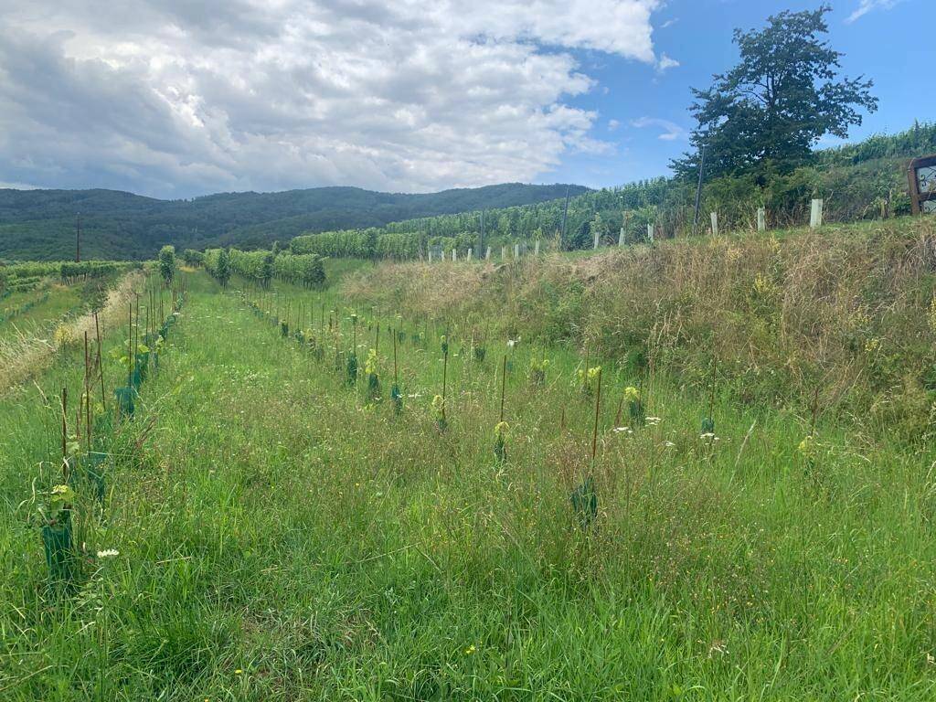 Junge Weinreben wachsen in einem Feld mit hohem Gras, umgeben von bewaldeten Hügeln unter blauem Himmel.
