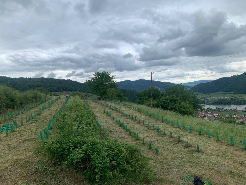 Junge Weinreben in Reihen auf einem Hügel mit Blick auf ein Tal und einen Fluss in der Ferne.