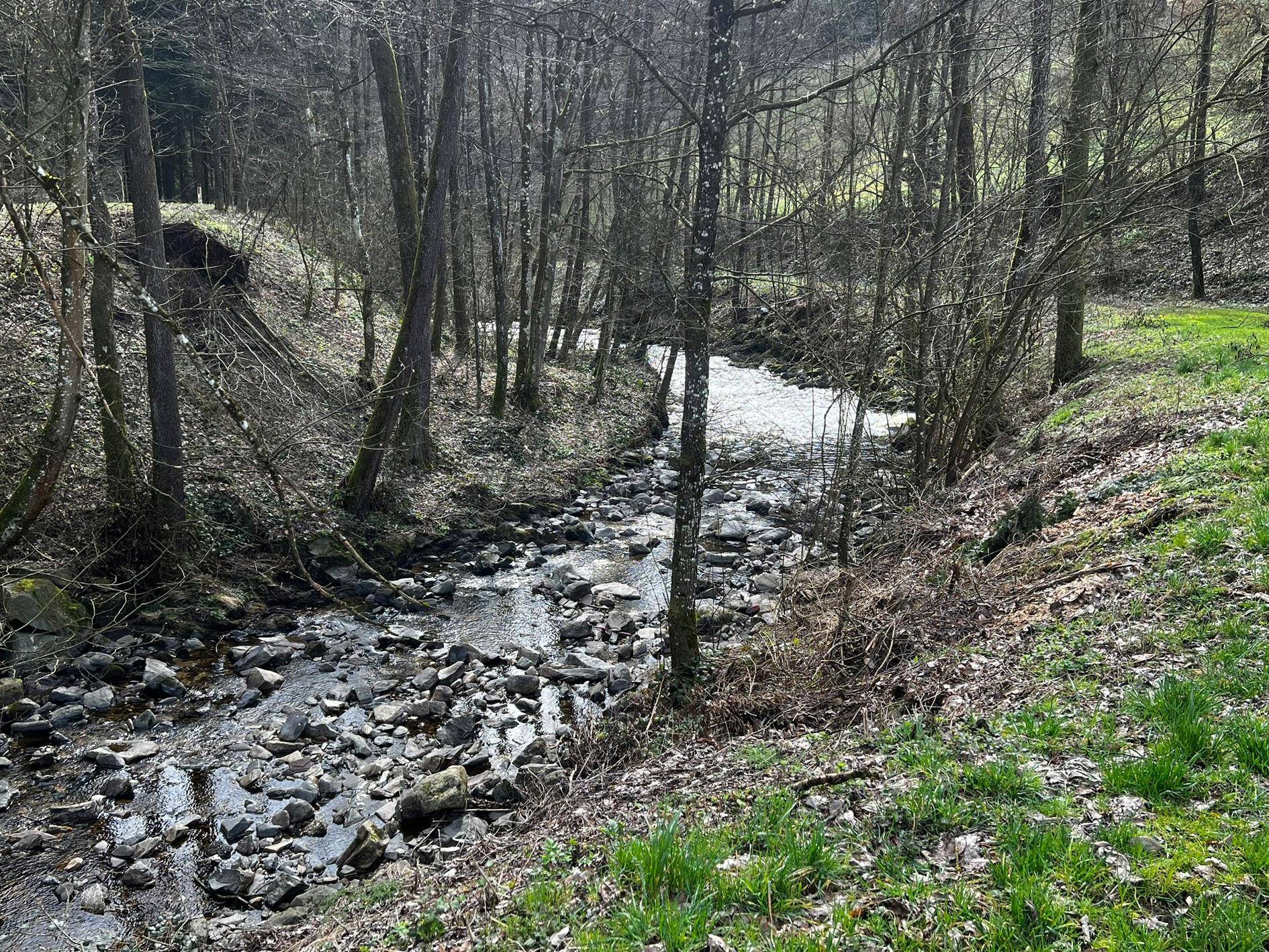 Natürlicher Bachlauf mit Steinen und Bäumen in einer bewaldeten, ruhigen Umgebung.