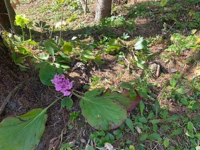 Die Seele baumeln lassen im Alpengarten...