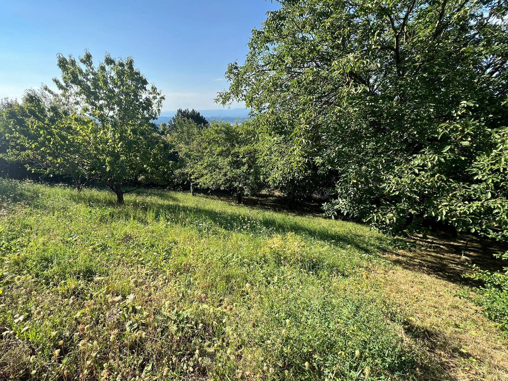 Blick in den großen Garten