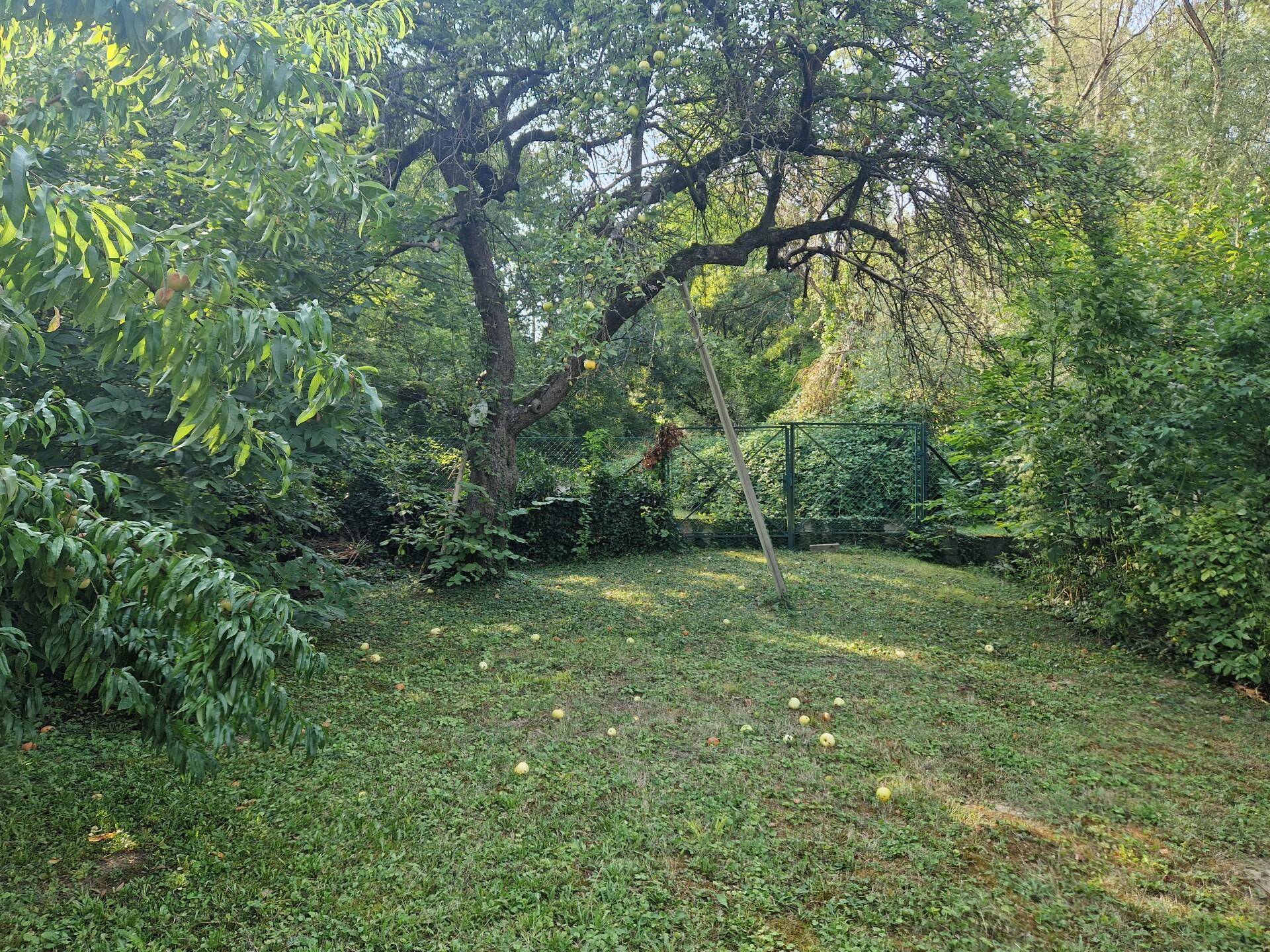 Großer Garten mit altem Obstbaum, Rasenfläche und üppiger Vegetation.