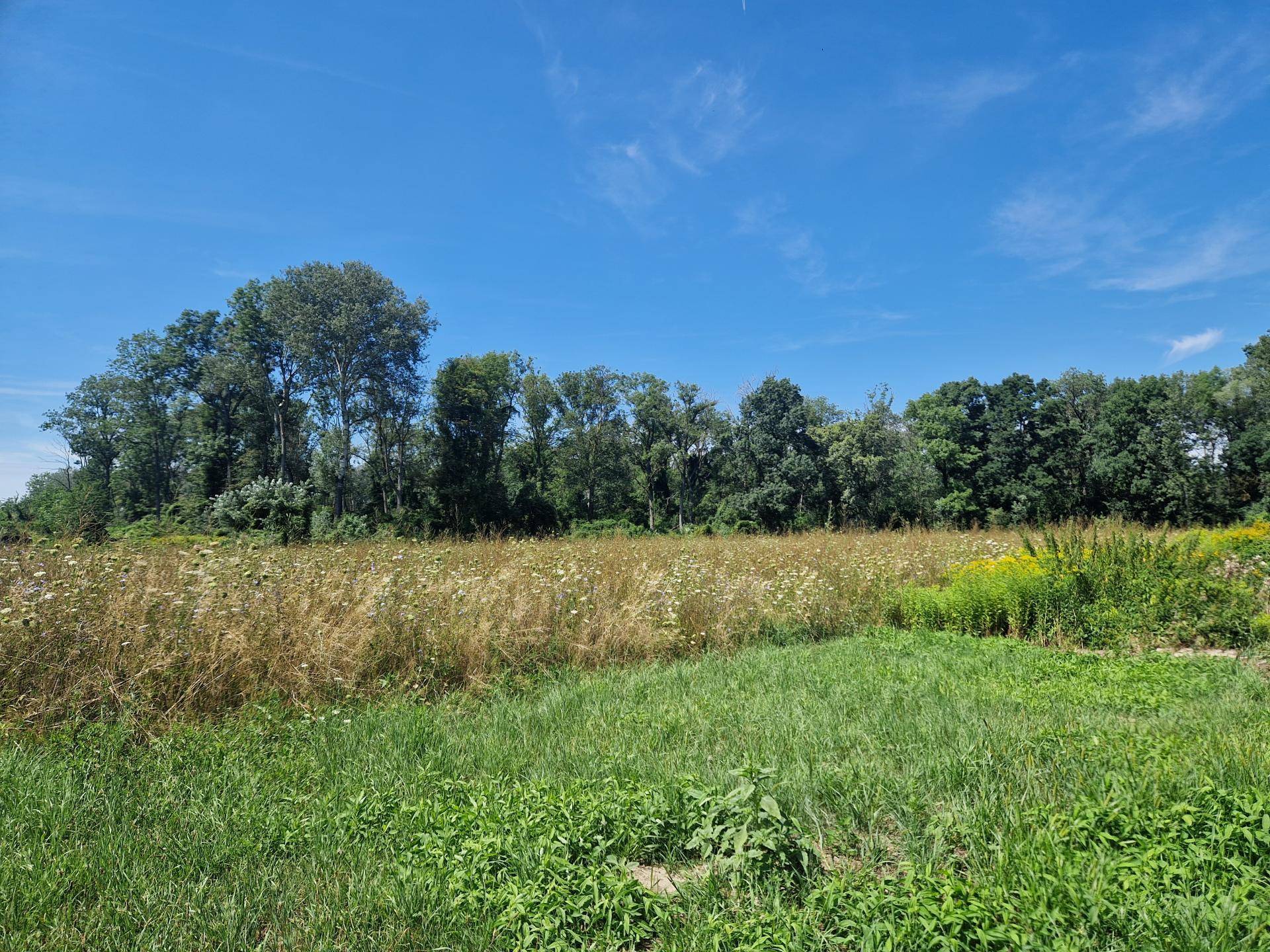 Sonnige Naturlandschaft mit weiten Feldern und dichtem Baumbestand im Hintergrund.