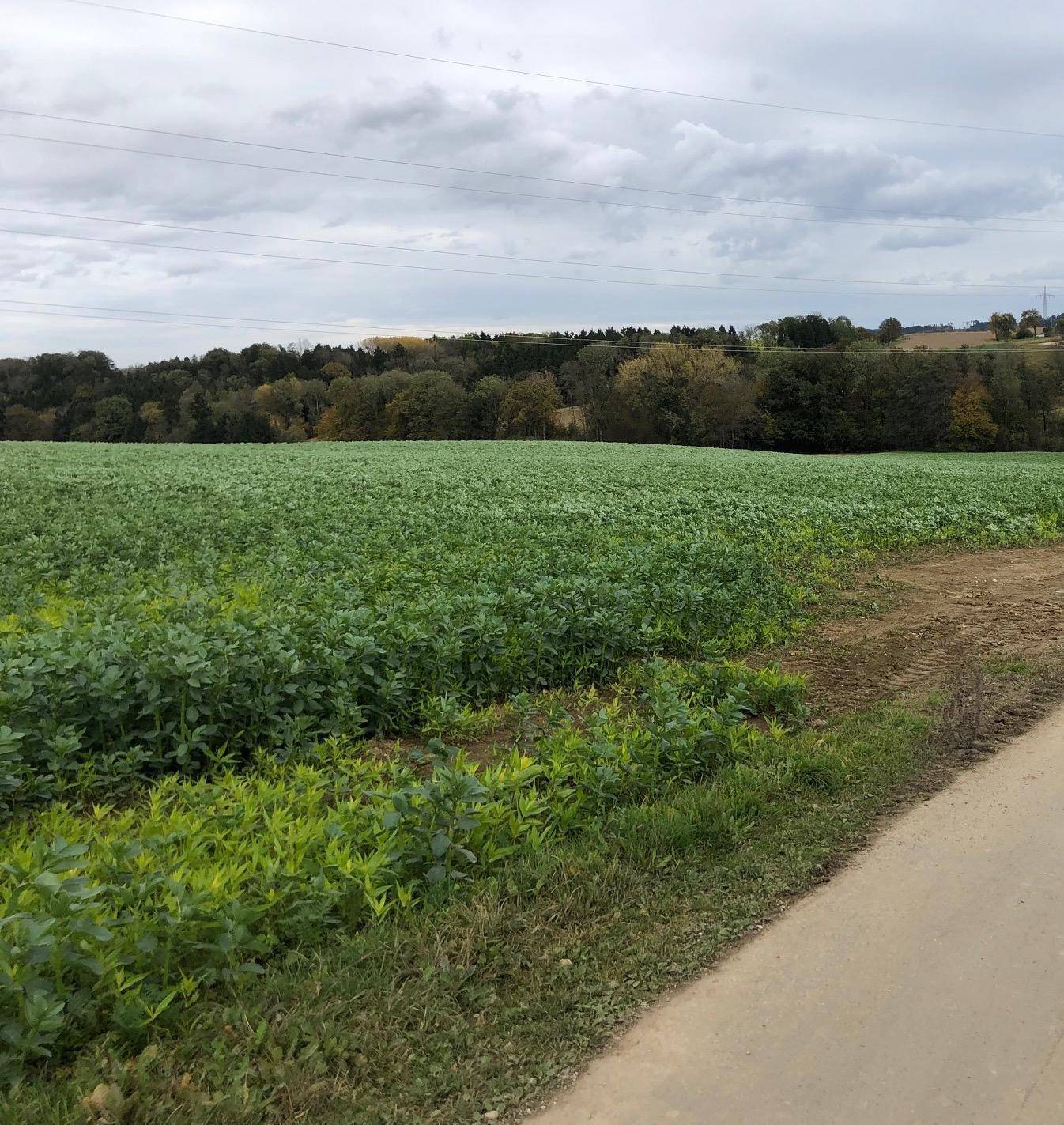 Weitläufiges grünes Feld mit Waldrand im Hintergrund unter einem bewölkten Himmel.