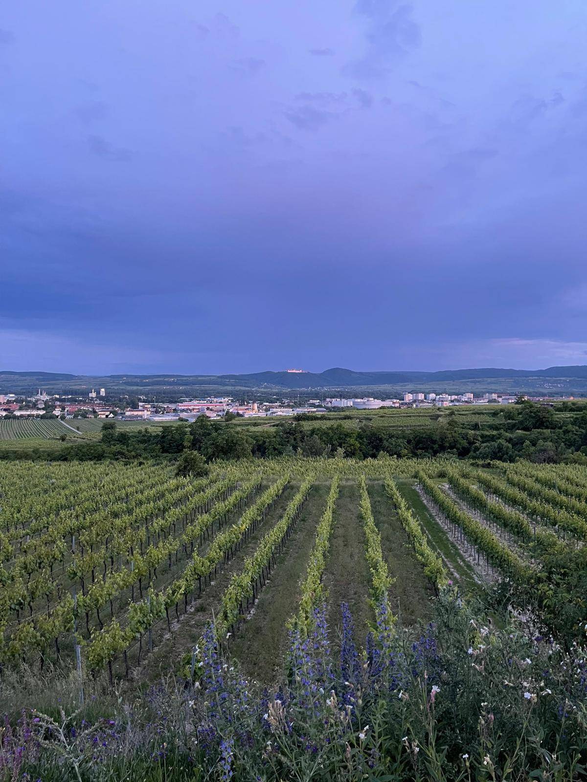 Grüne Weinberge erstrecken sich vor einer Stadtkulisse unter einem dramatischen, bewölkten Abendhimmel.