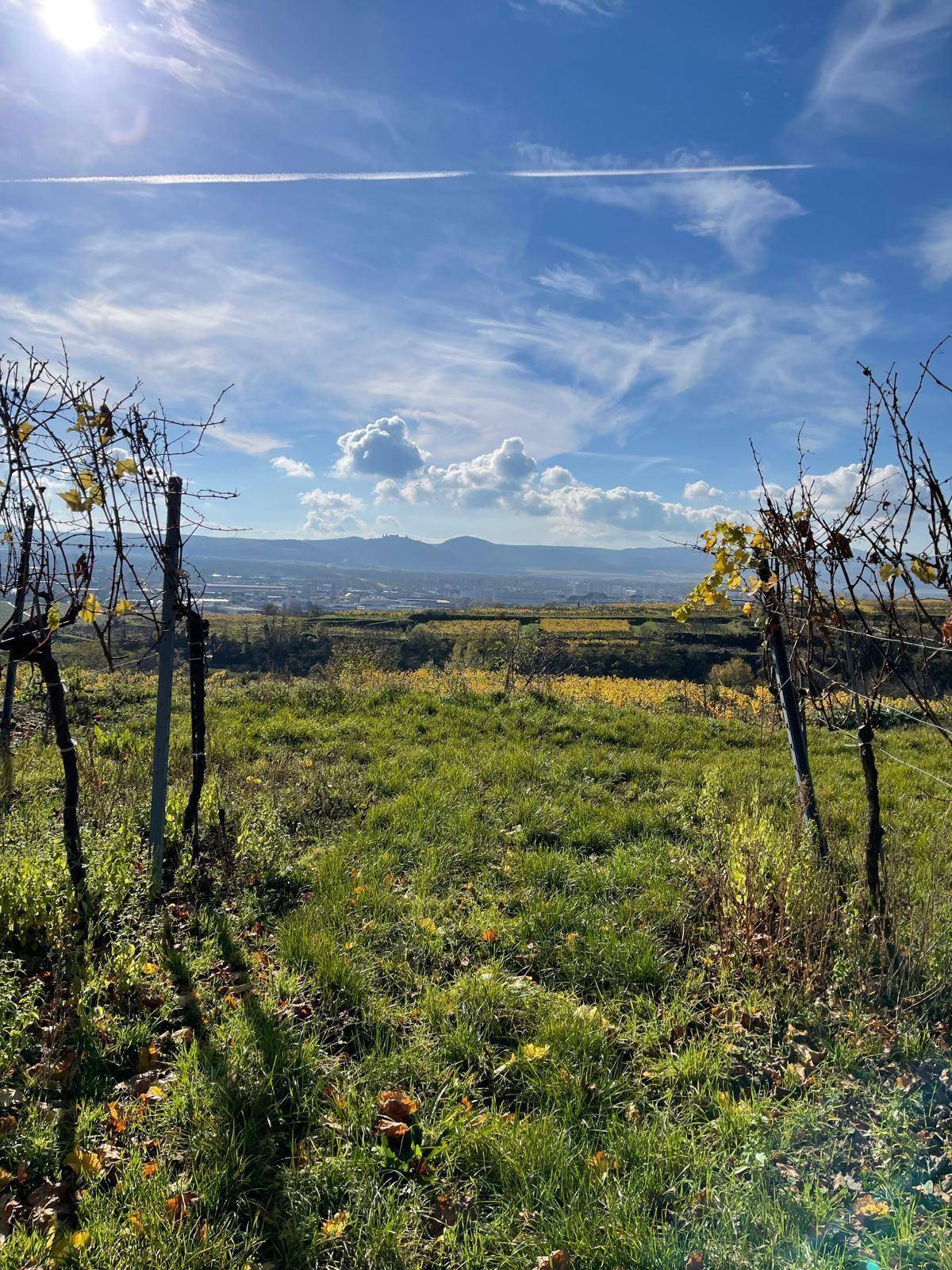 Weitläufiger Blick über Weinberge, eine Stadt und Berge unter einem strahlend blauen Himmel.