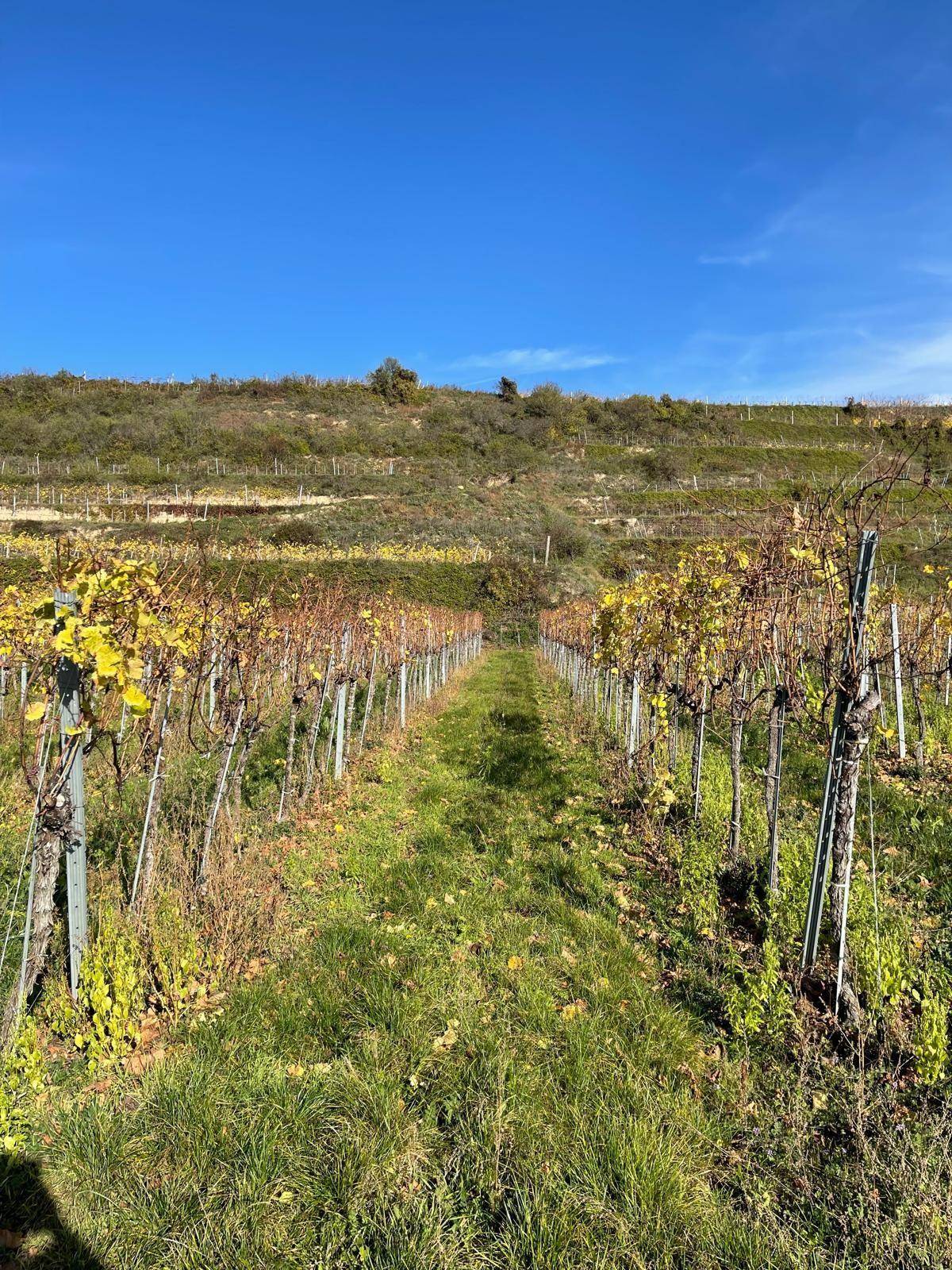 Reihen von Weinreben mit herbstlichem Laub unter einem klaren blauen Himmel und sanften Hügeln.