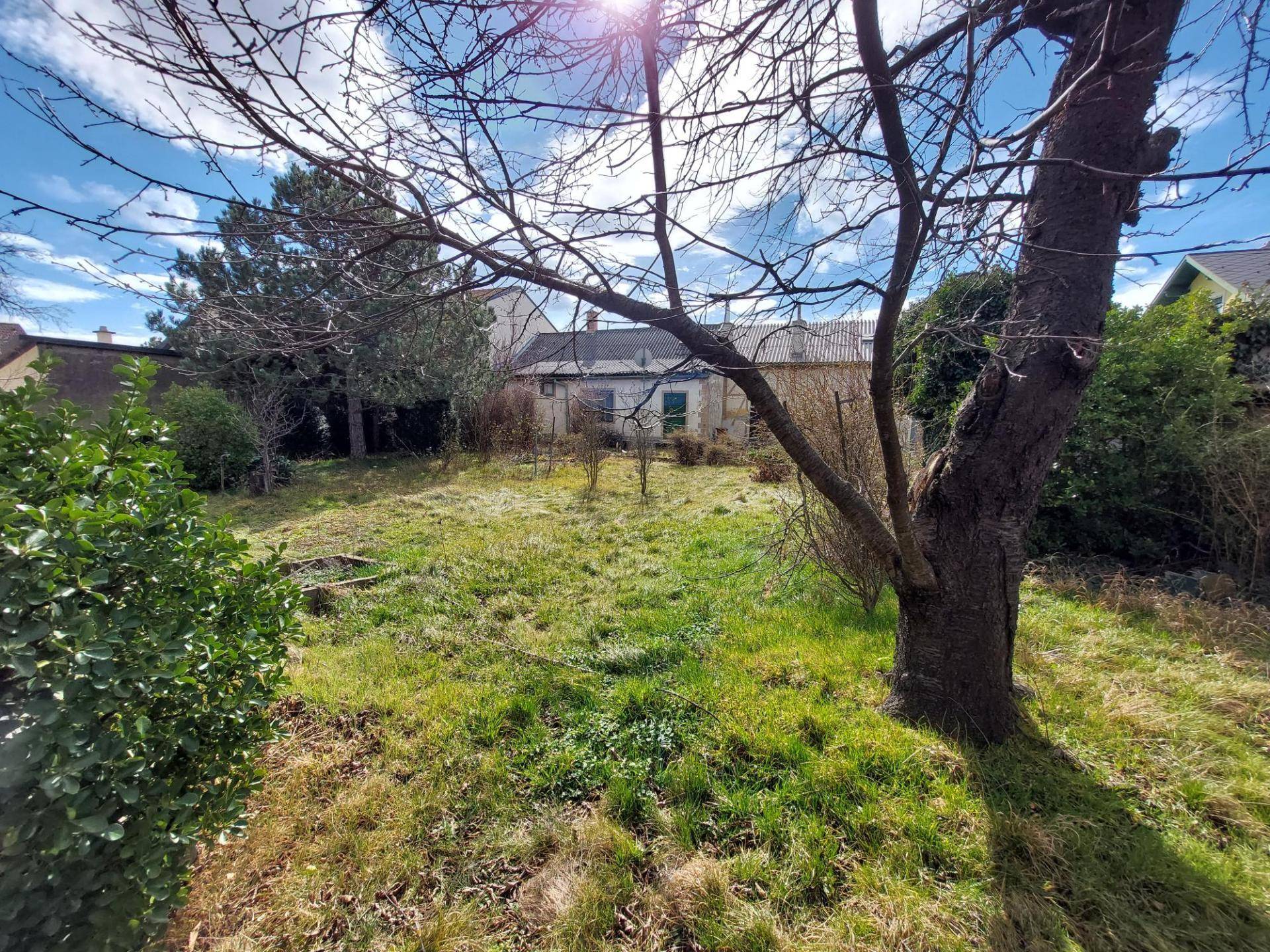 Naturbelassener Garten mit einem markanten Baum im Vordergrund und dem alten Haus im Hintergrund.