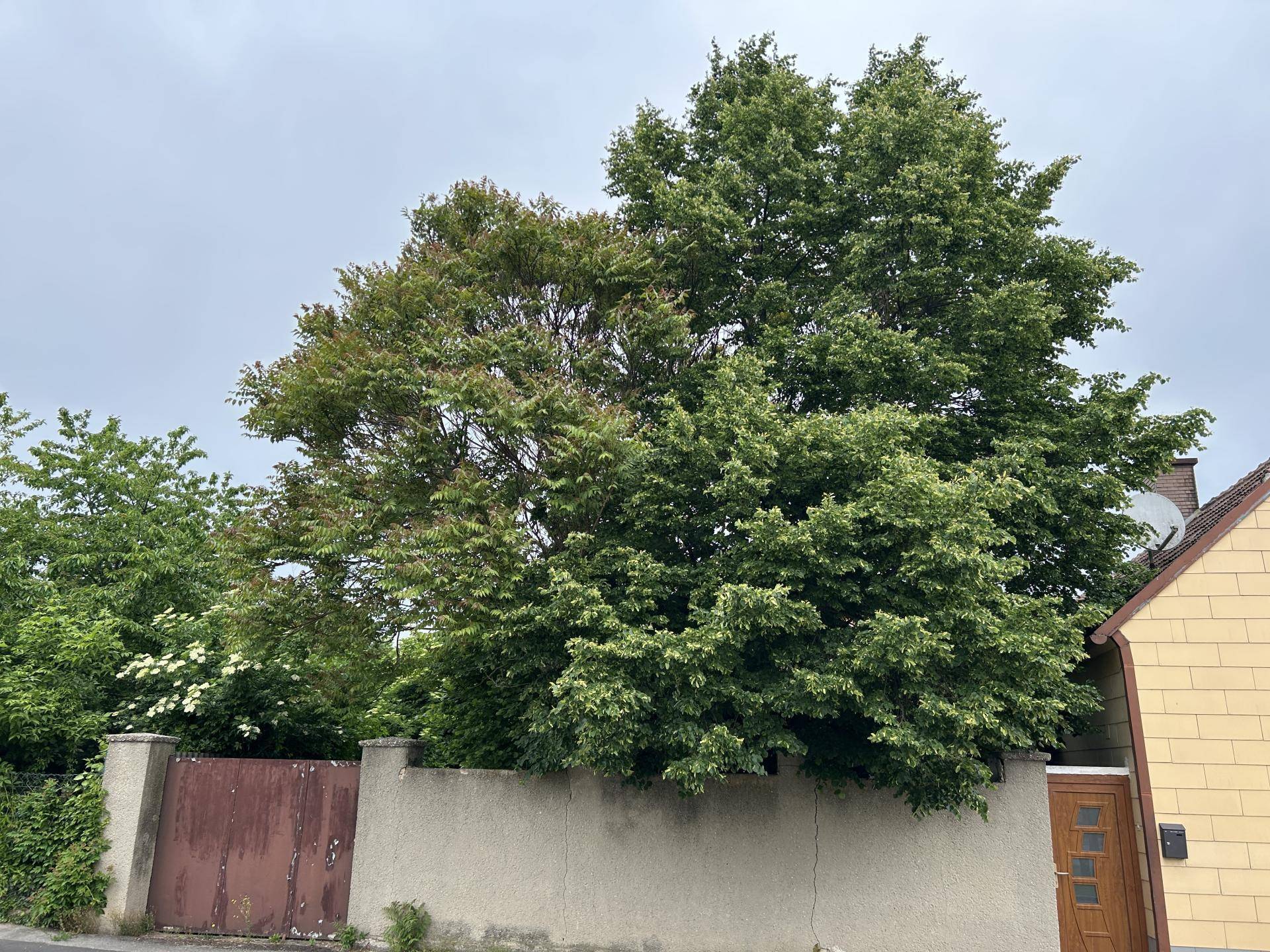 Ansicht Seite Garten