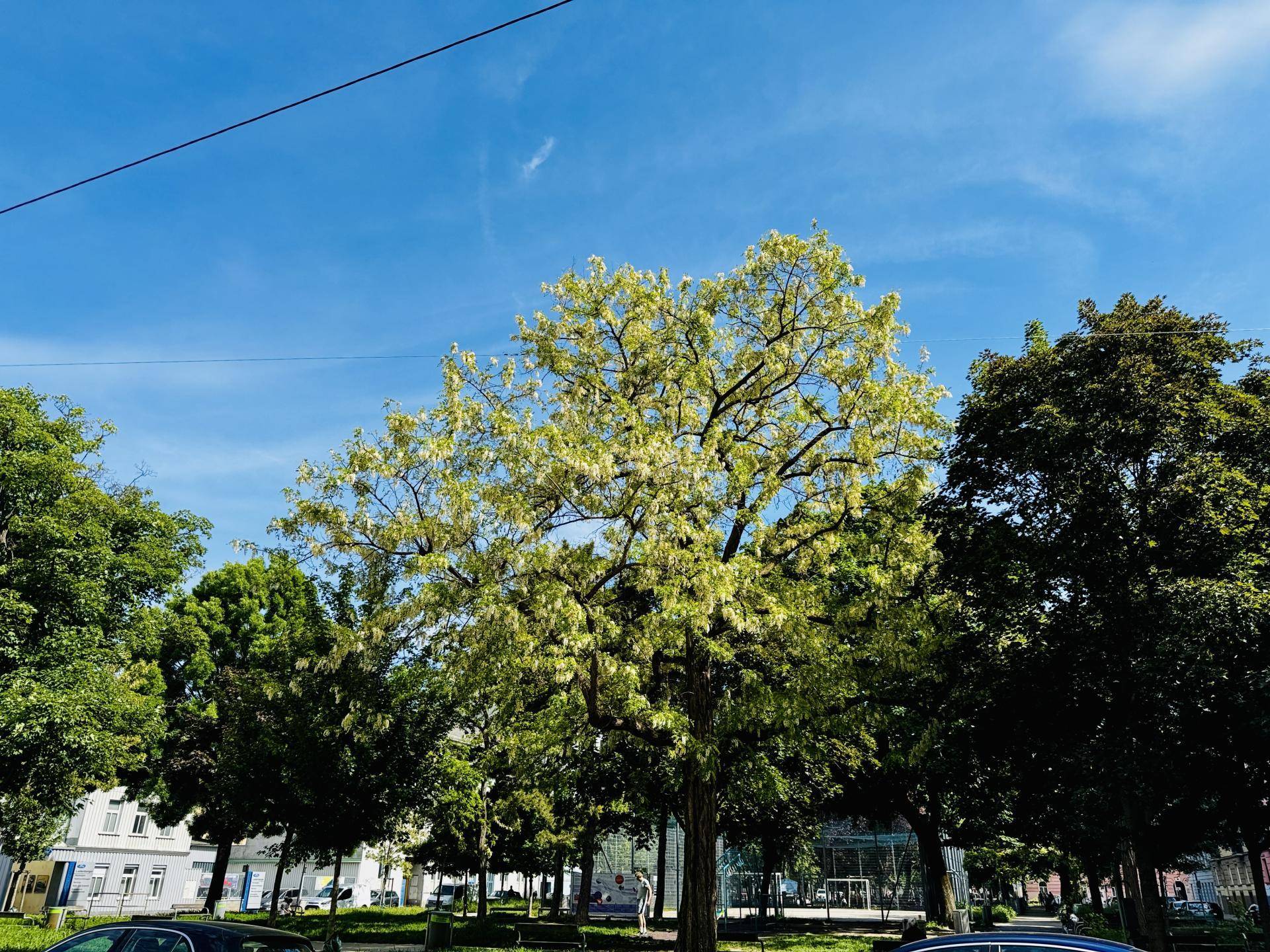 Park