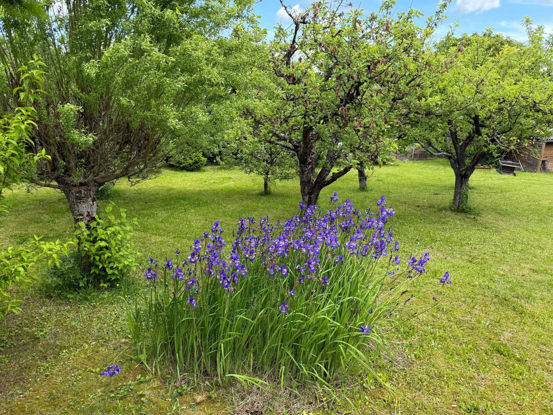 Blick in den Garten