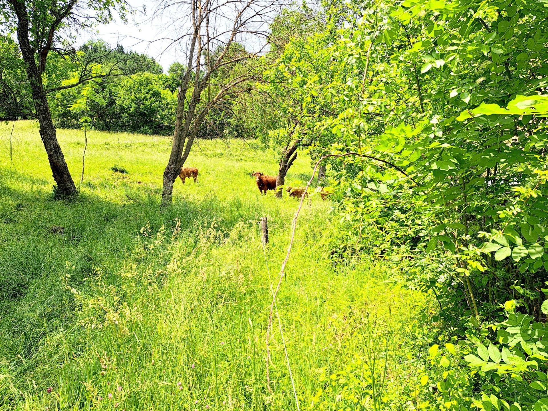 Garten I