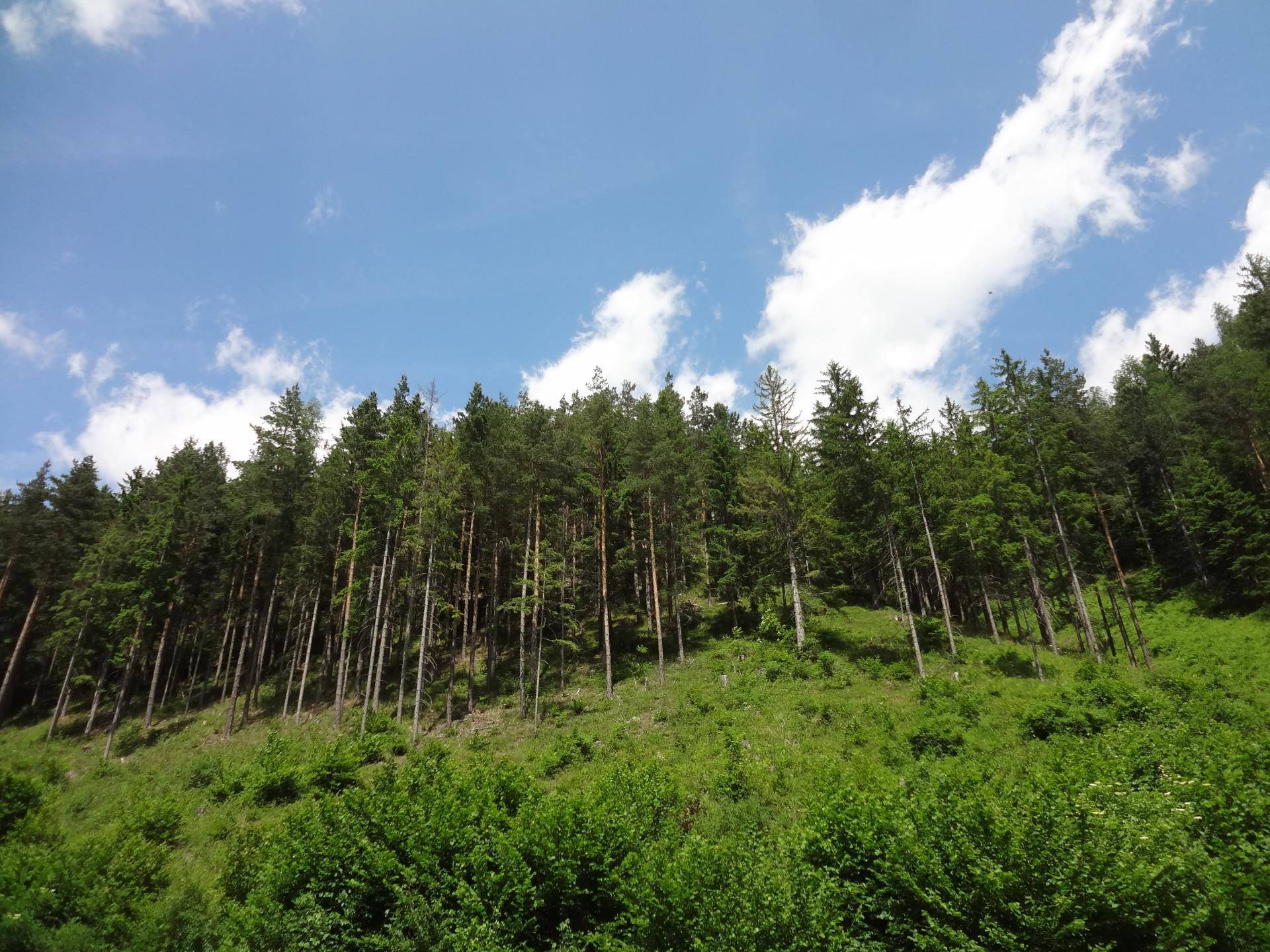 Wald