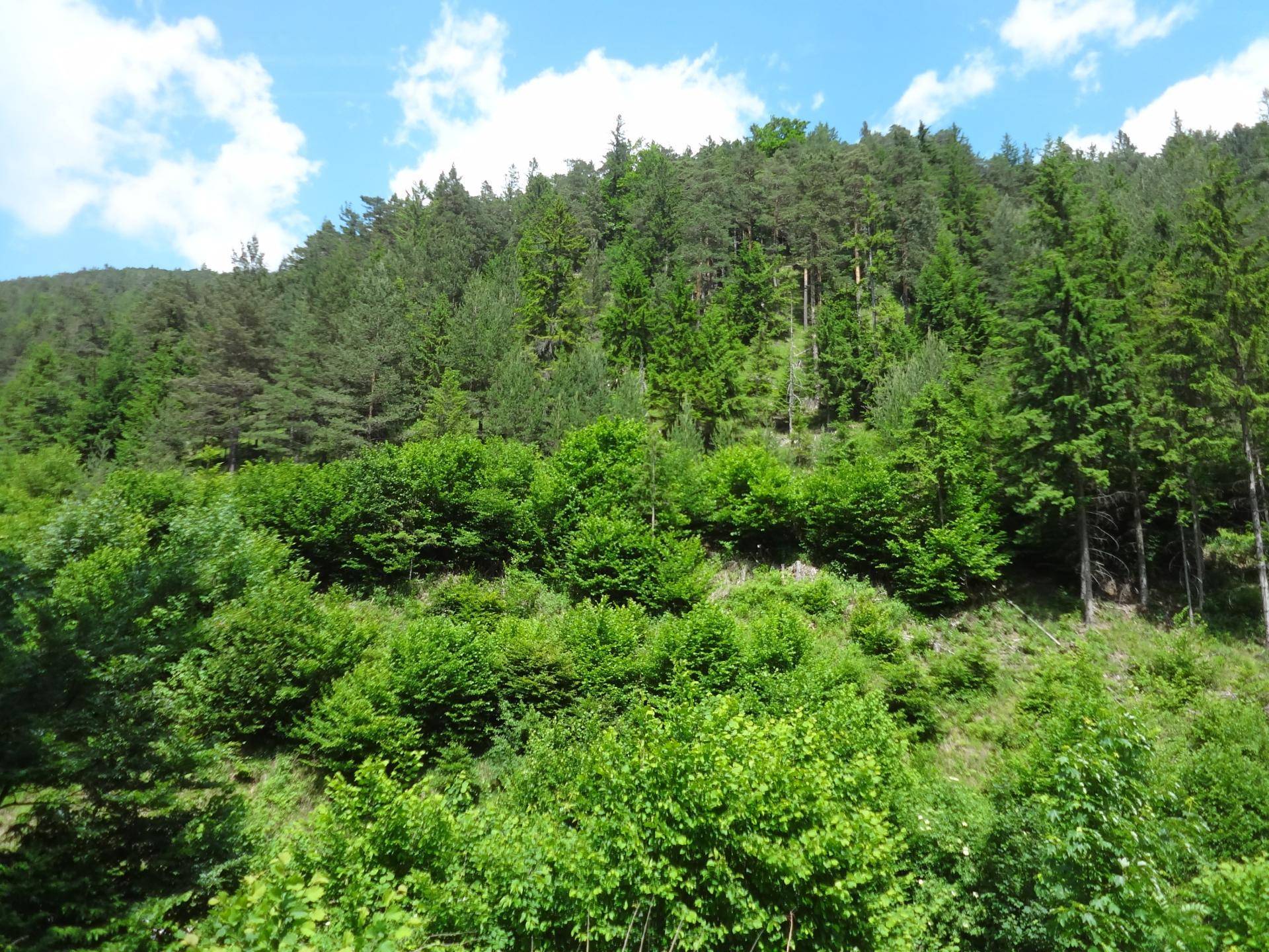 Wald