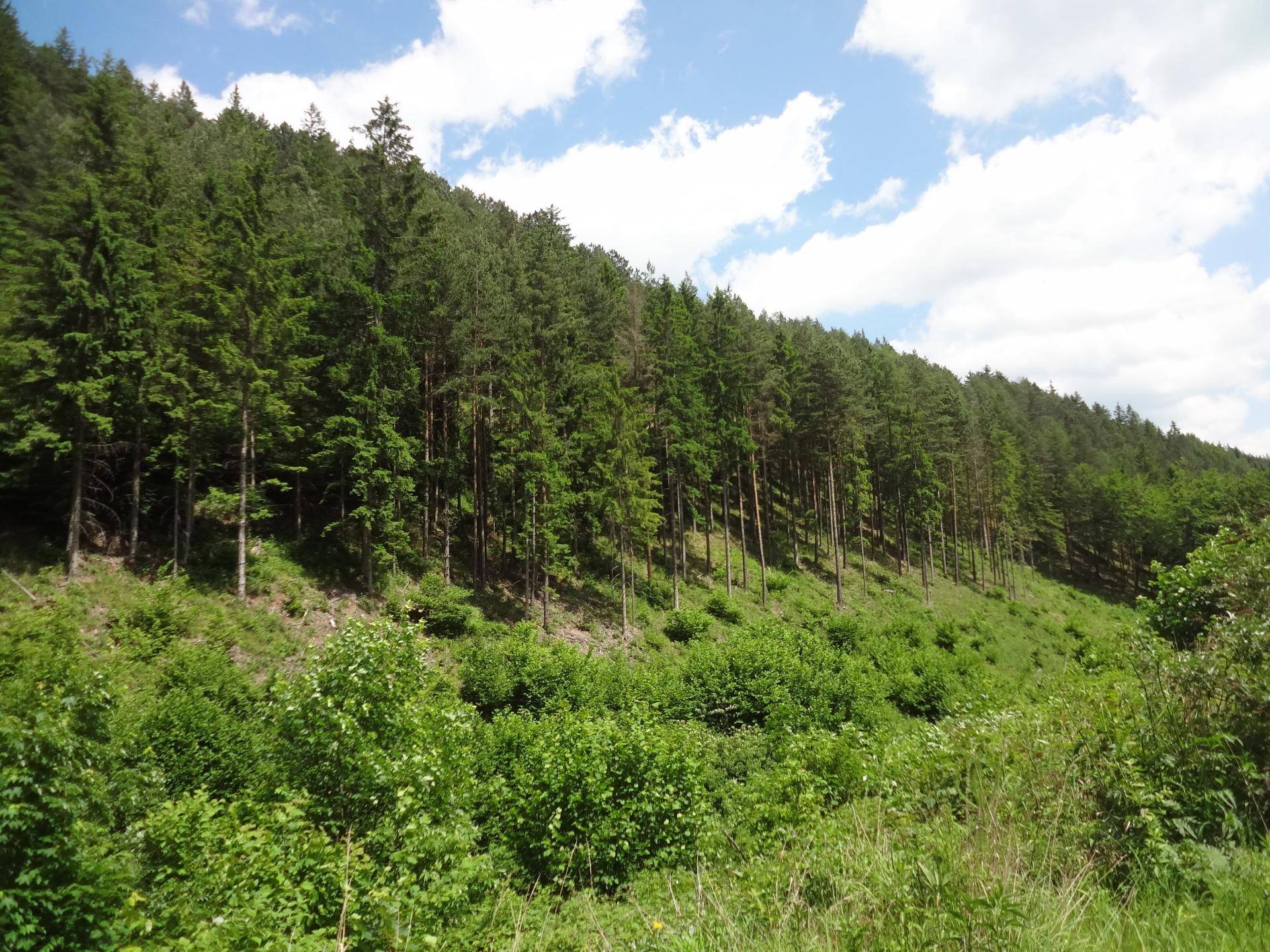 Wald