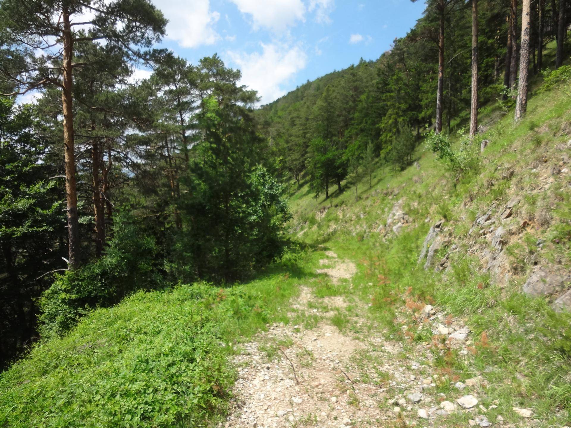 Wald
