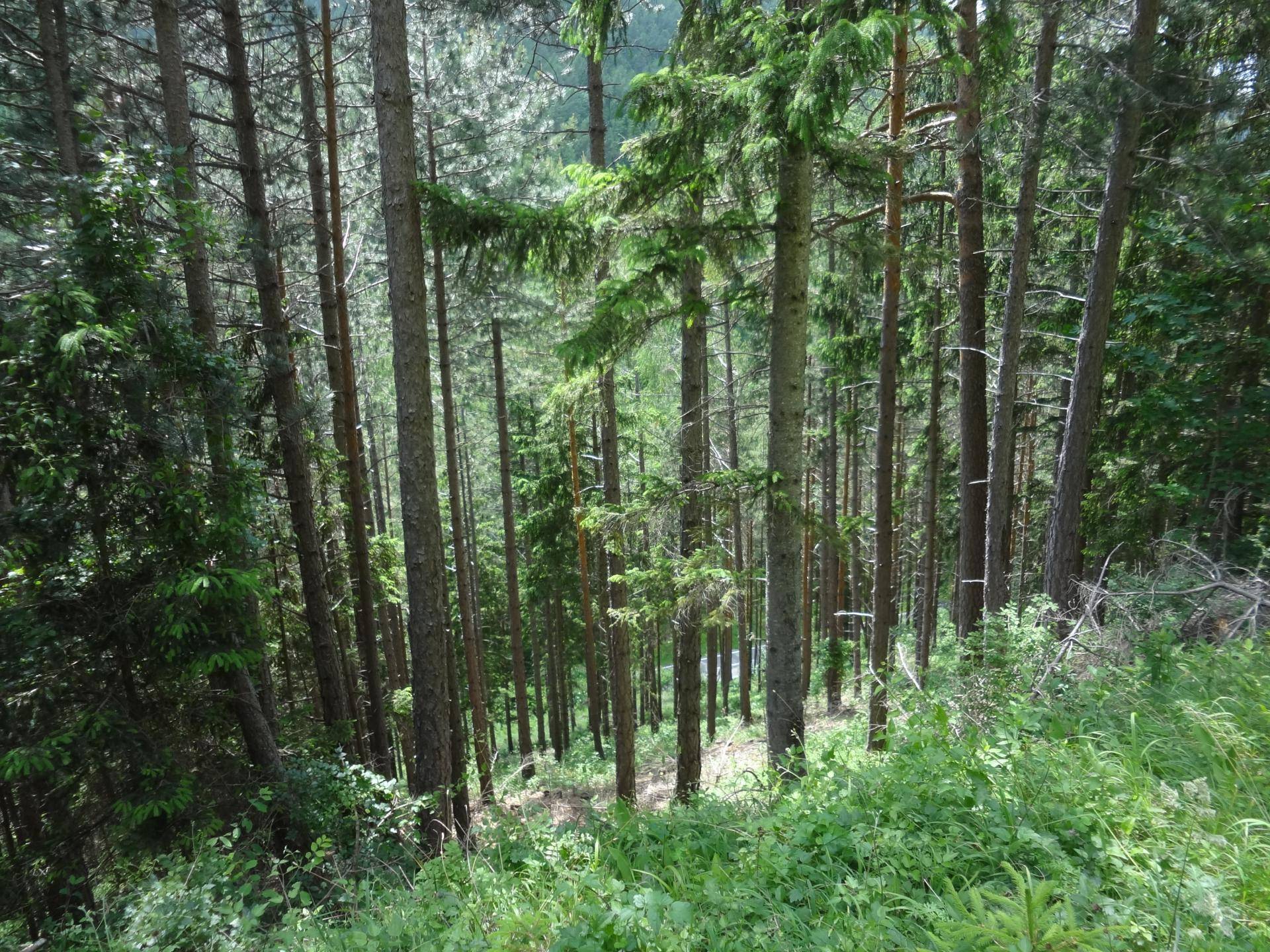 Wald