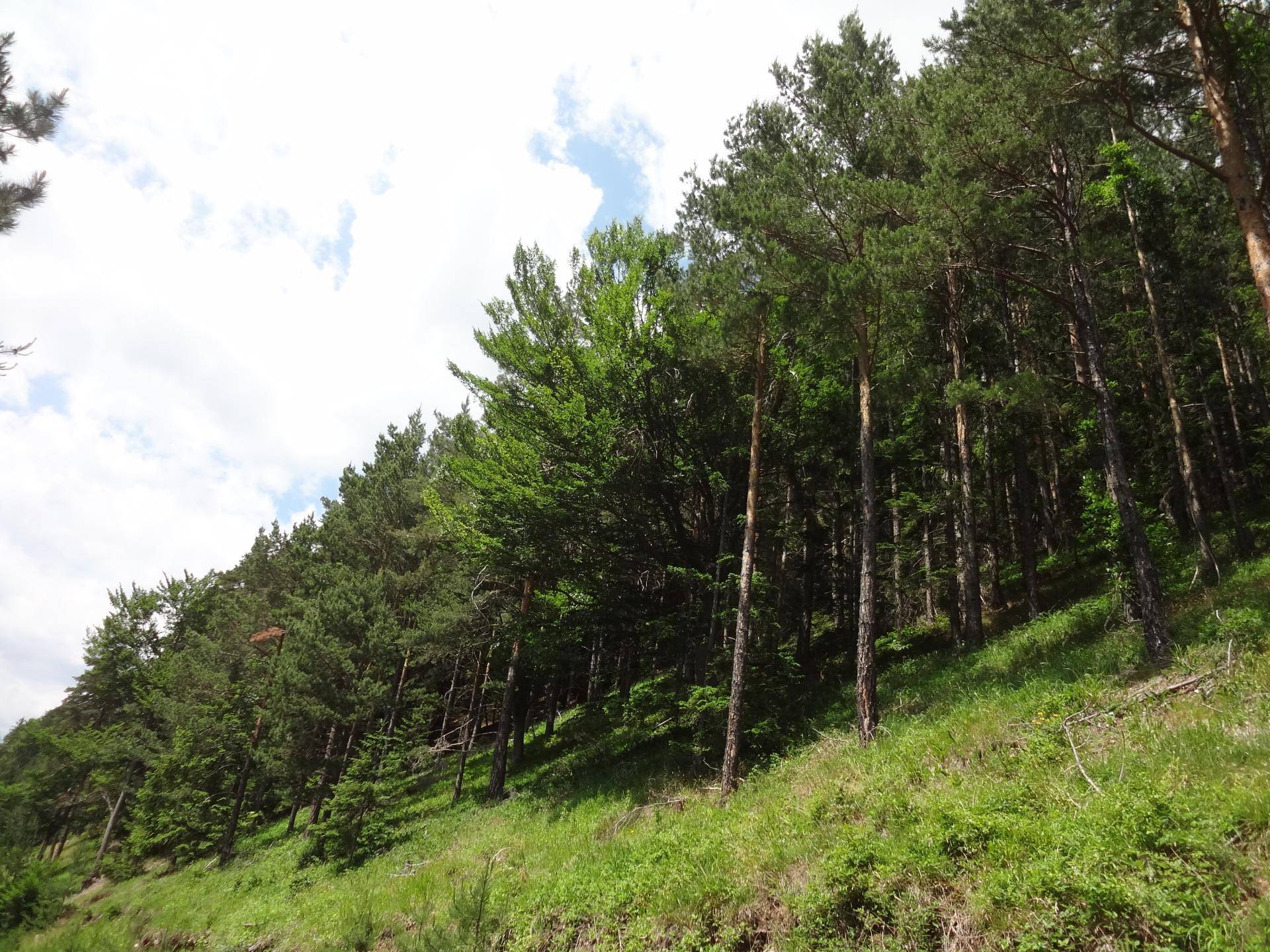 Wald