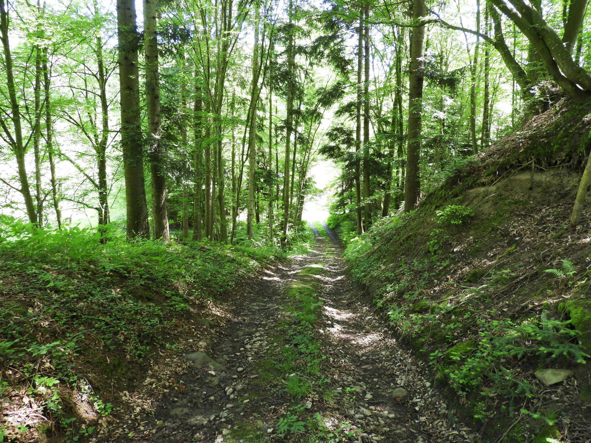 Waldweg01
