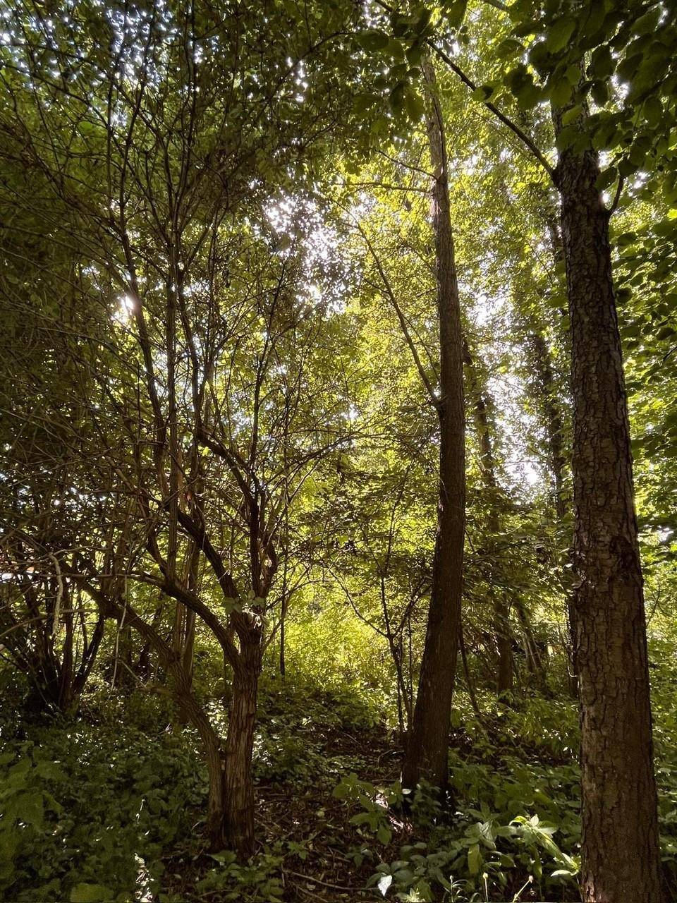 Wald
