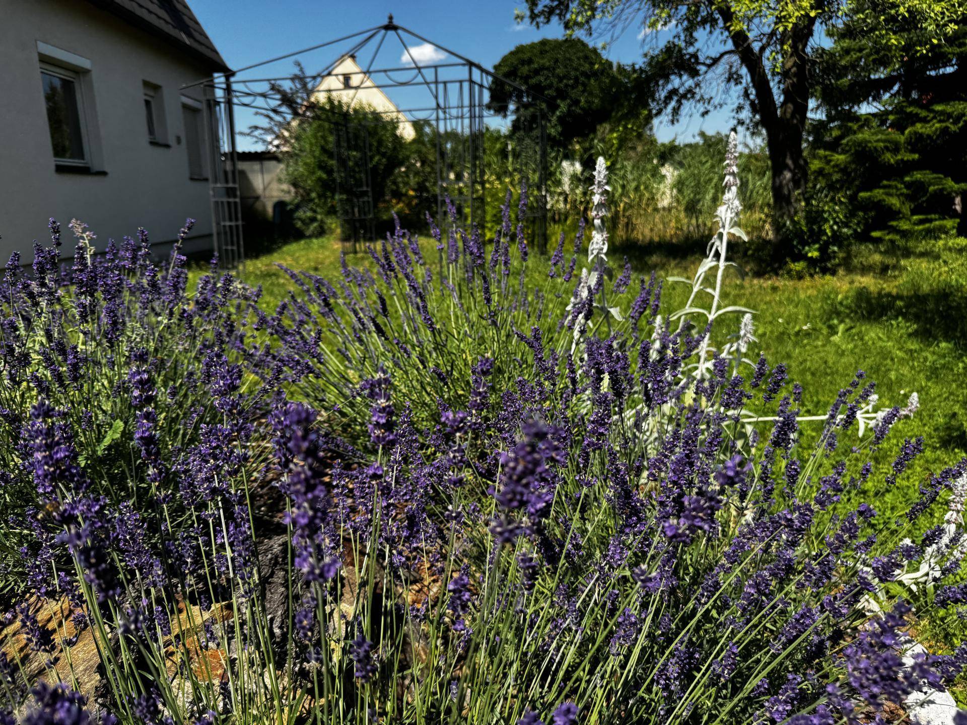 Lavendelduft liegt in der Luft