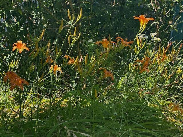 Lilien