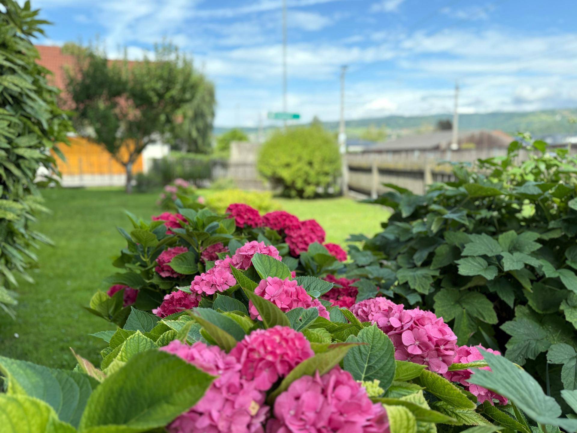Blick in den Garten