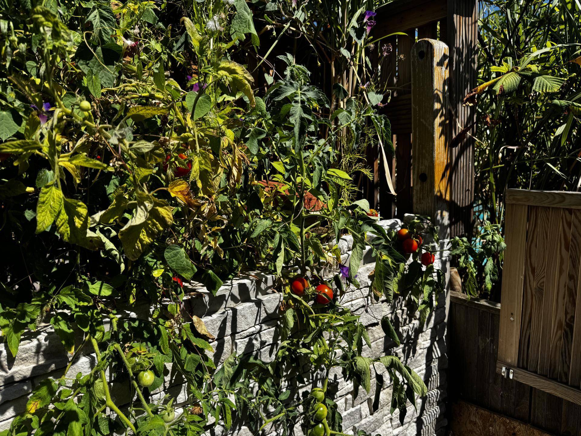 ernten Sie hier Ihre eigenen Tomaten