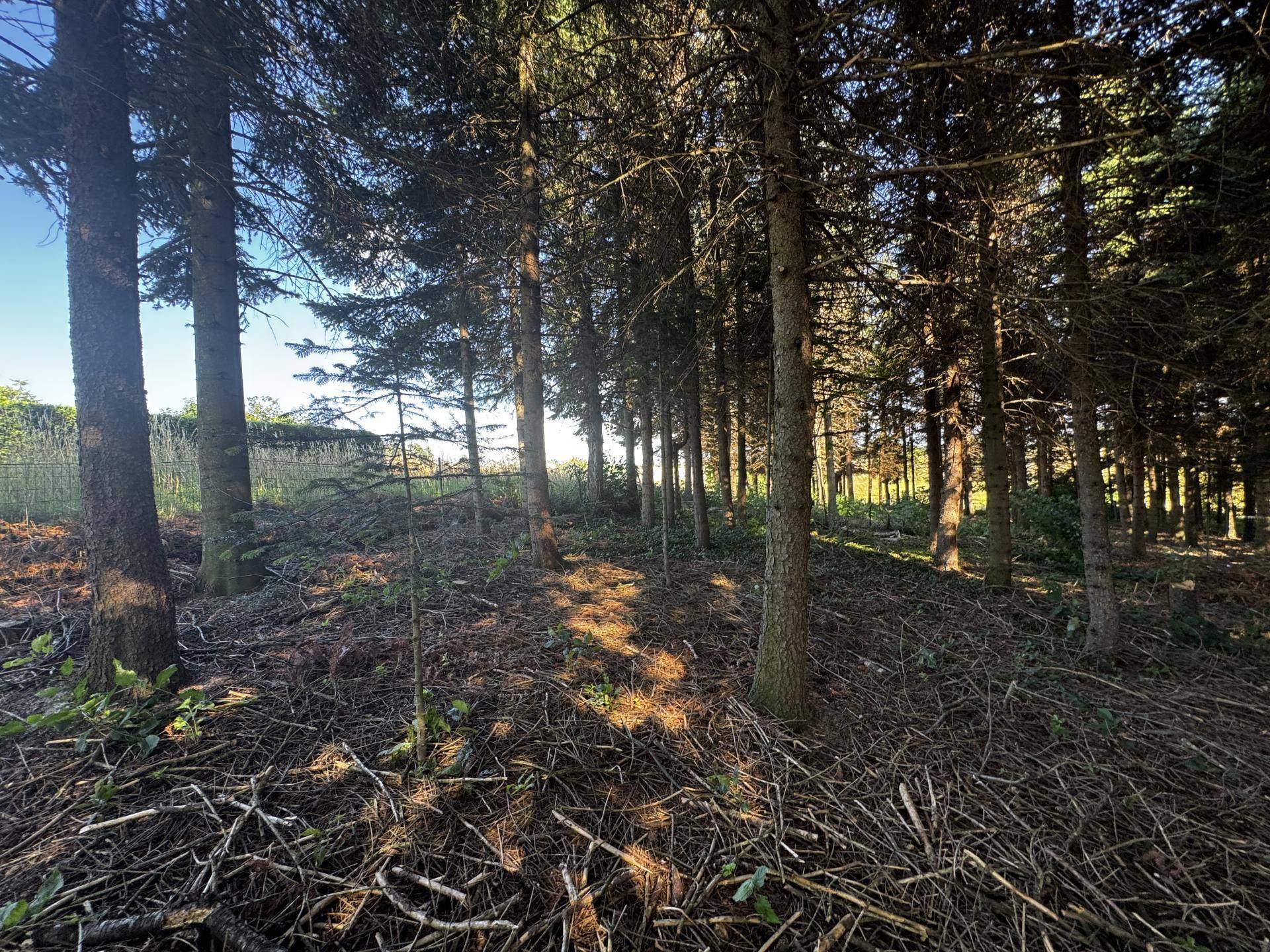 mit eigenem Wald