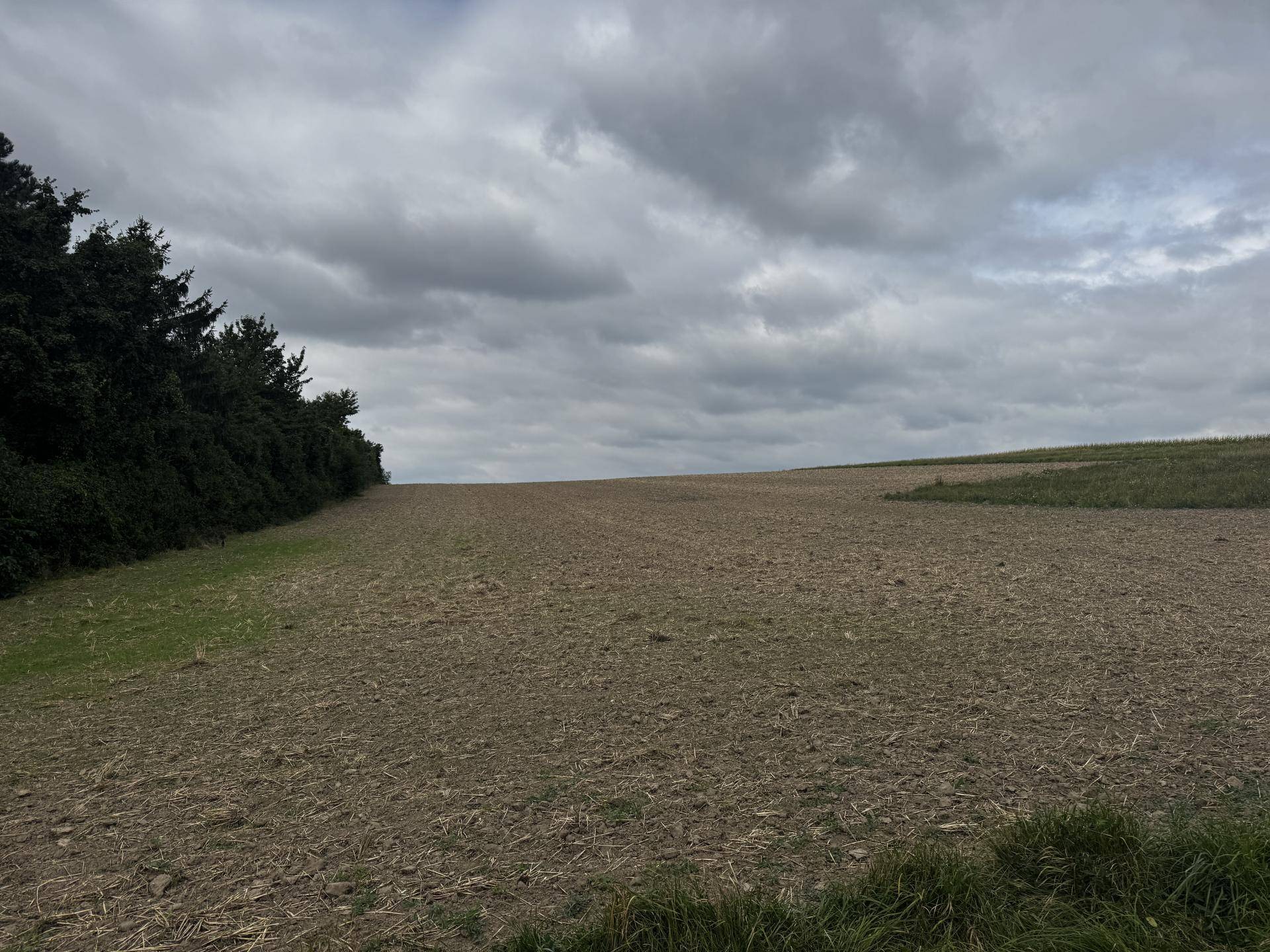 Option: Wiese zu pachten für Pferdehaltung