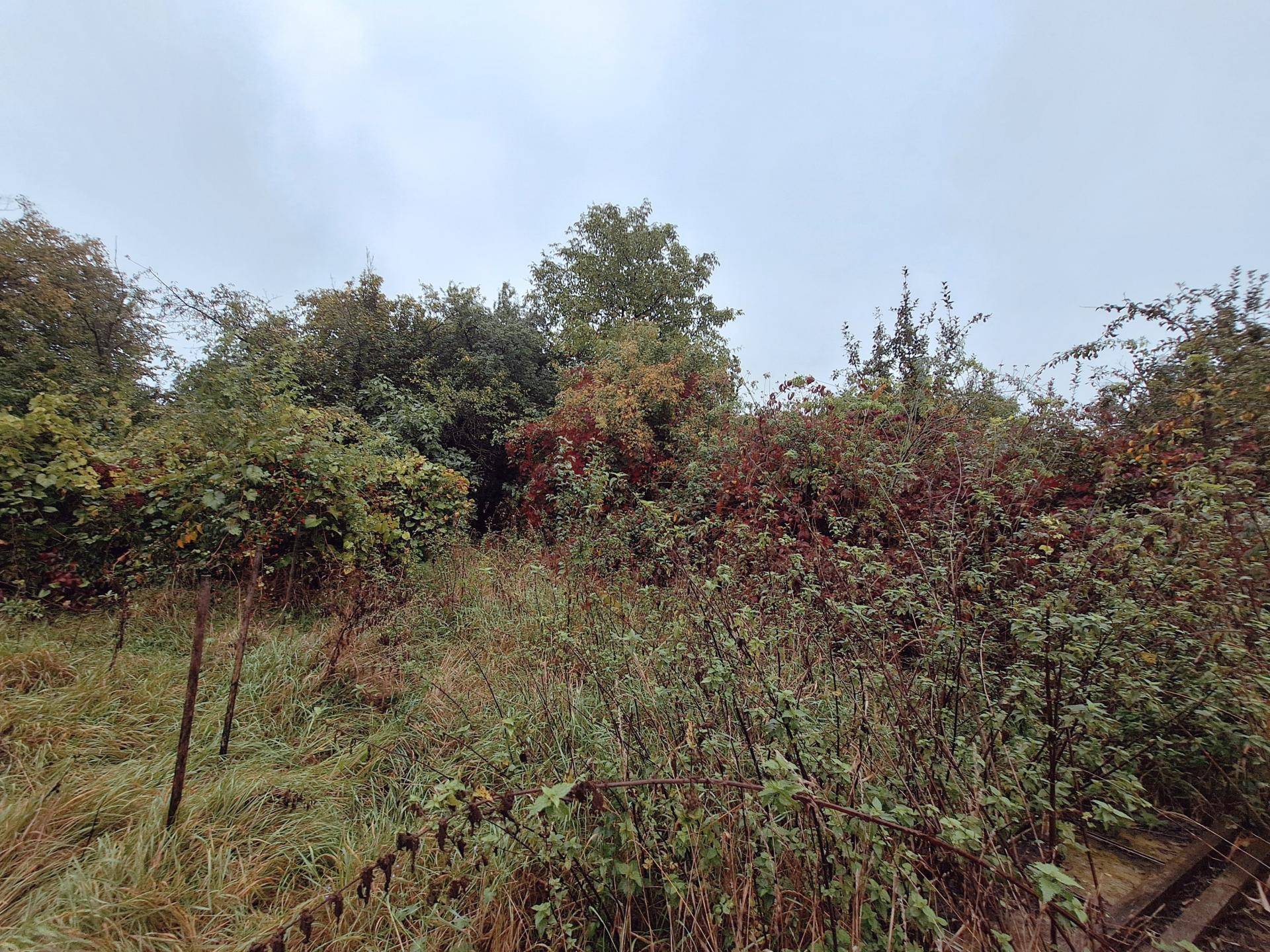 Garten 4