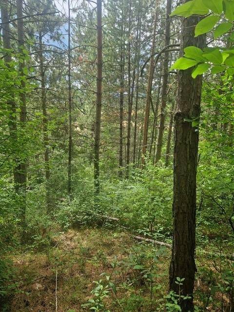 Wald hinter dem Bauland