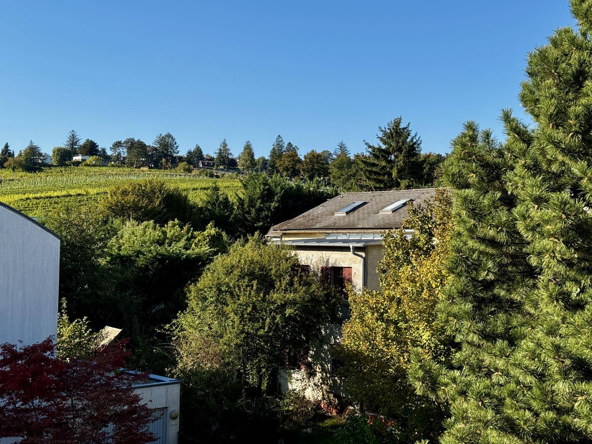 Blick Weinberg
