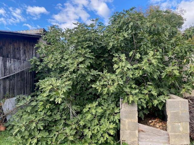 Großer Feigenbaum neben einem Schuppen mit Kompostbehälter im Gartenbereich.