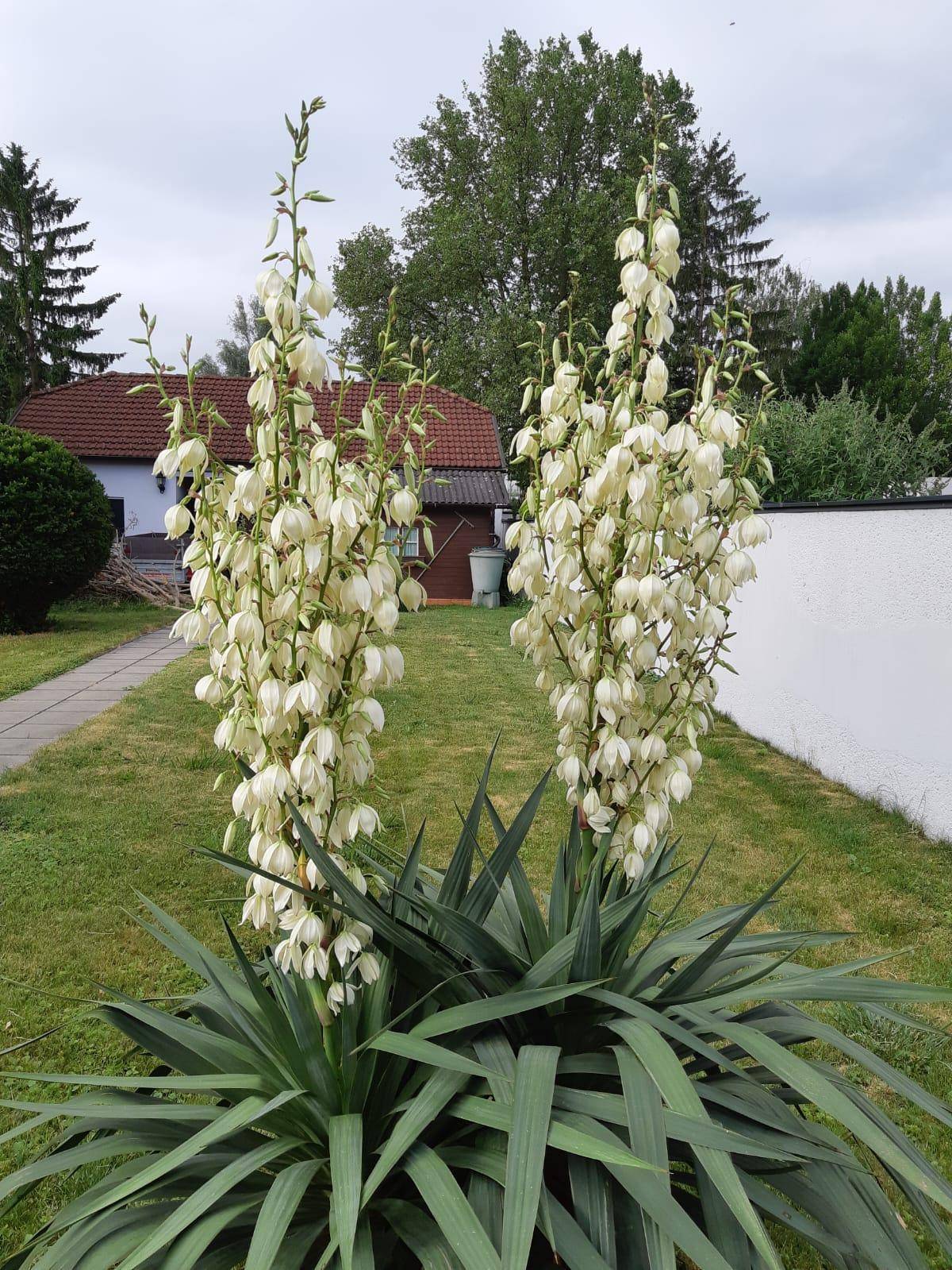 Garten 4