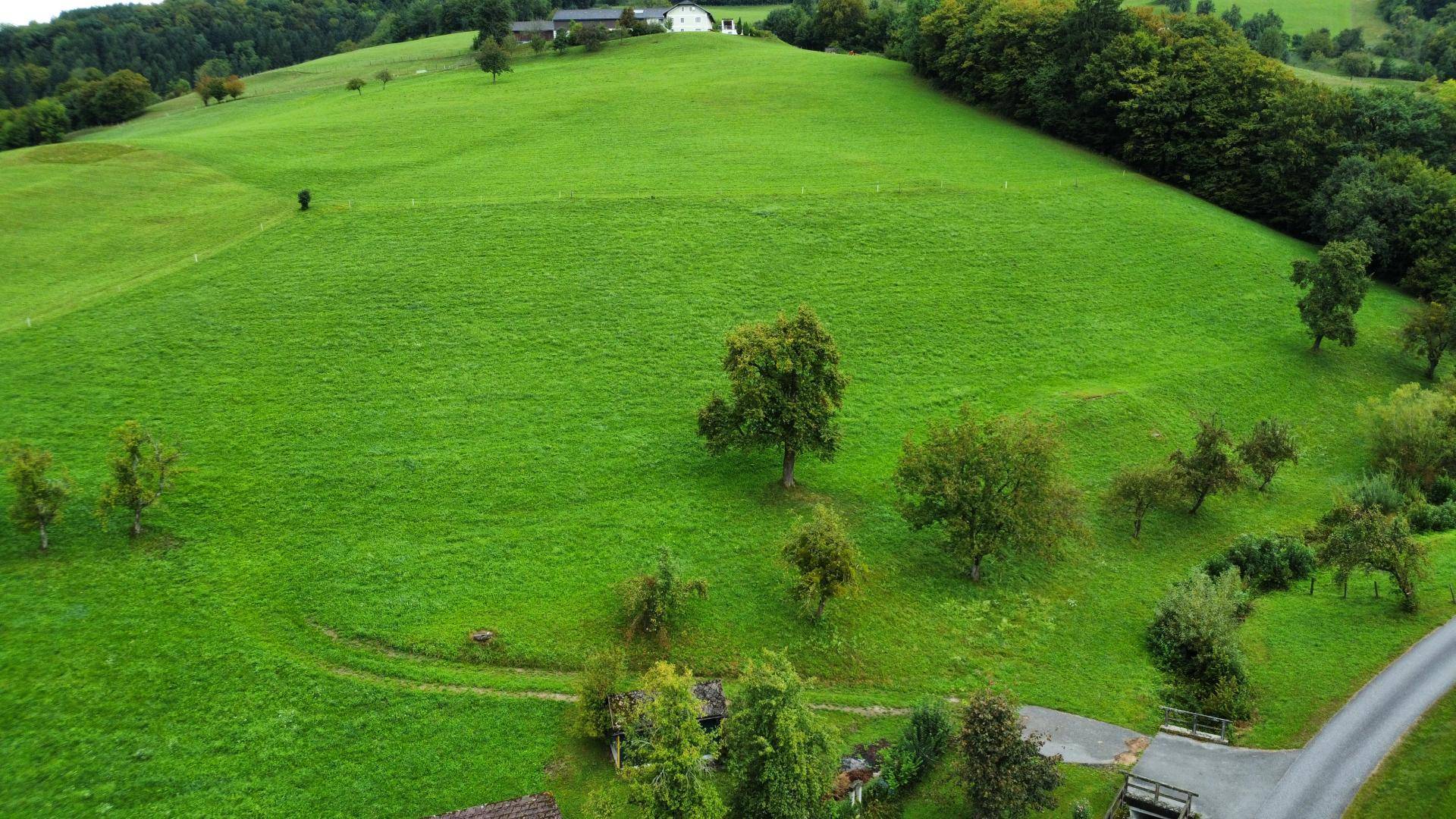 Wiese hinterm Haus