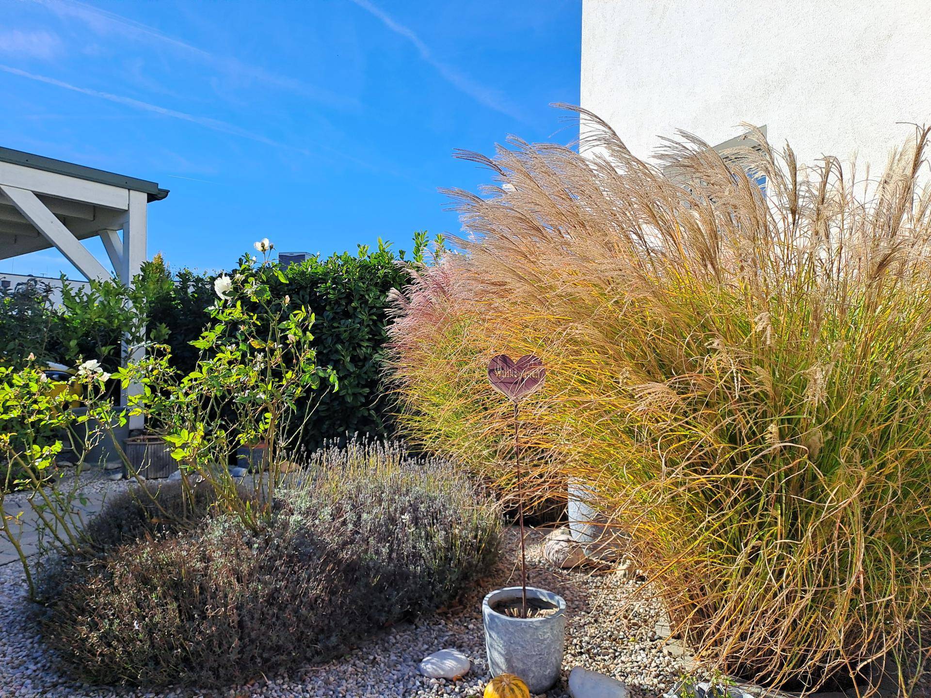 Detailansicht eines Gartenteils mit Ziergräsern, blühendem Lavendel und weißen Rosen.