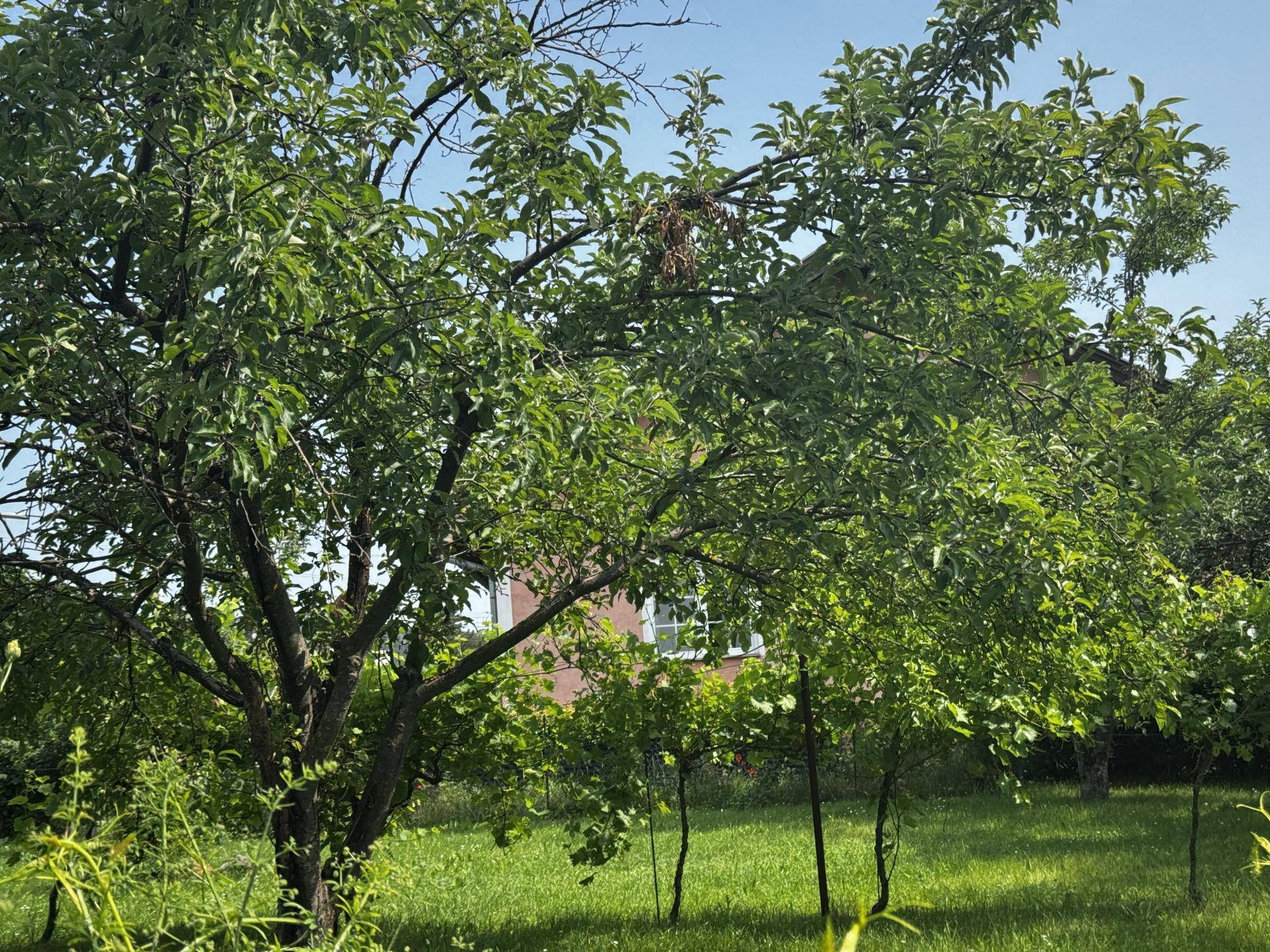 Blick durch grüne Bäume auf das Wohnhaus im Hintergrund an einem sonnigen Tag.
