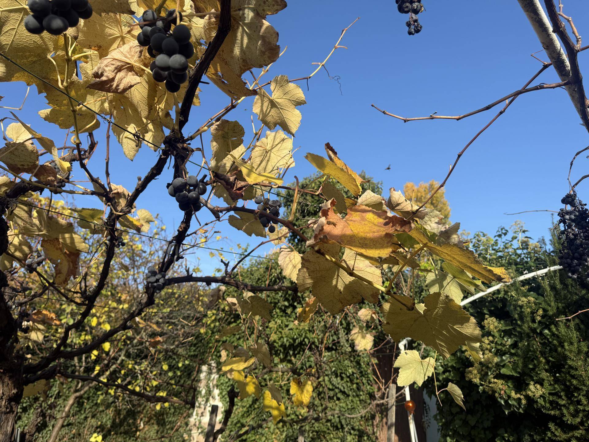 Nahaufnahme von Weinreben mit reifen Trauben und herbstlichem Laub unter blauem Himmel.