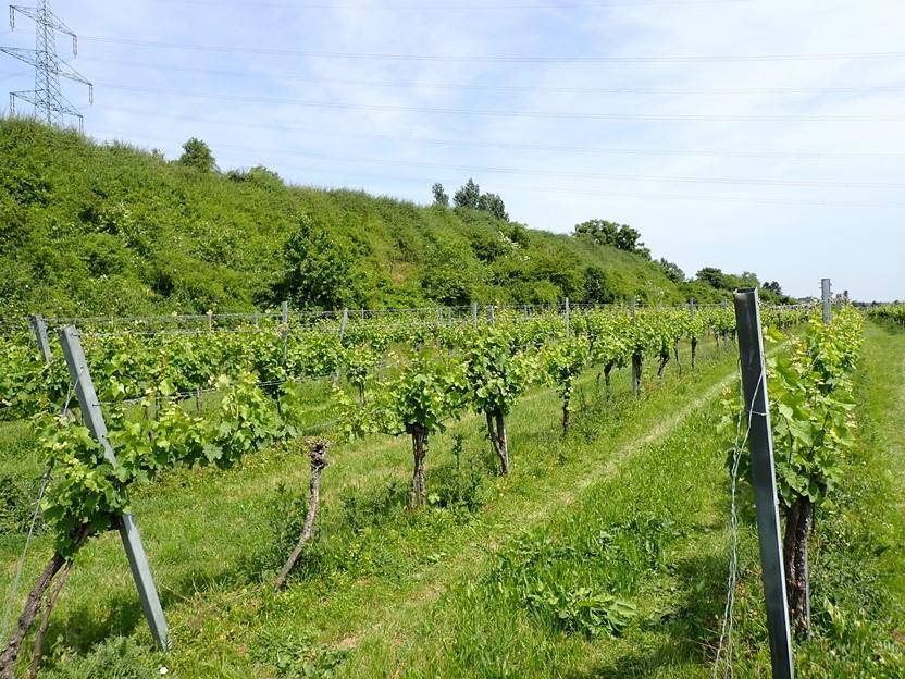 Weingarten mit grünen Hügeln im Hintergrund und Stromleitungen am Horizont.