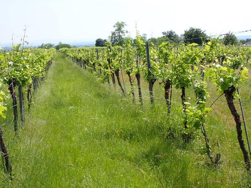 Weingarten mit hohen Gräsern zwischen den Rebenreihen und weitem Blick in die Ferne.