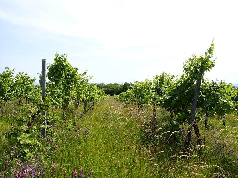 Weingarten mit üppigem Gras und violetten Wildblumen zwischen den Reben.