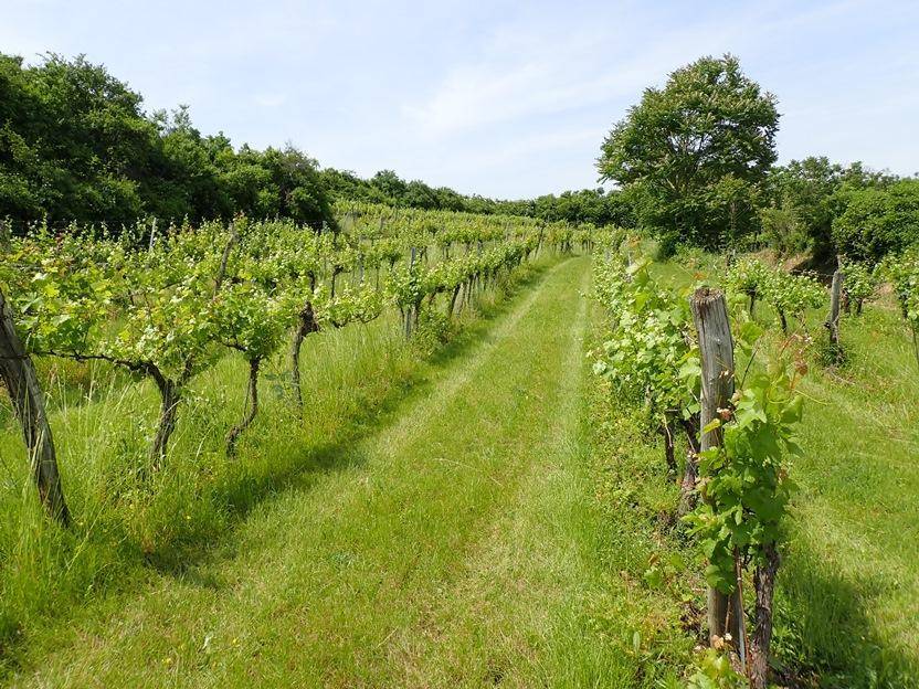 Weingarten mit üppigen Reben und einem markanten Baum am Horizont.
