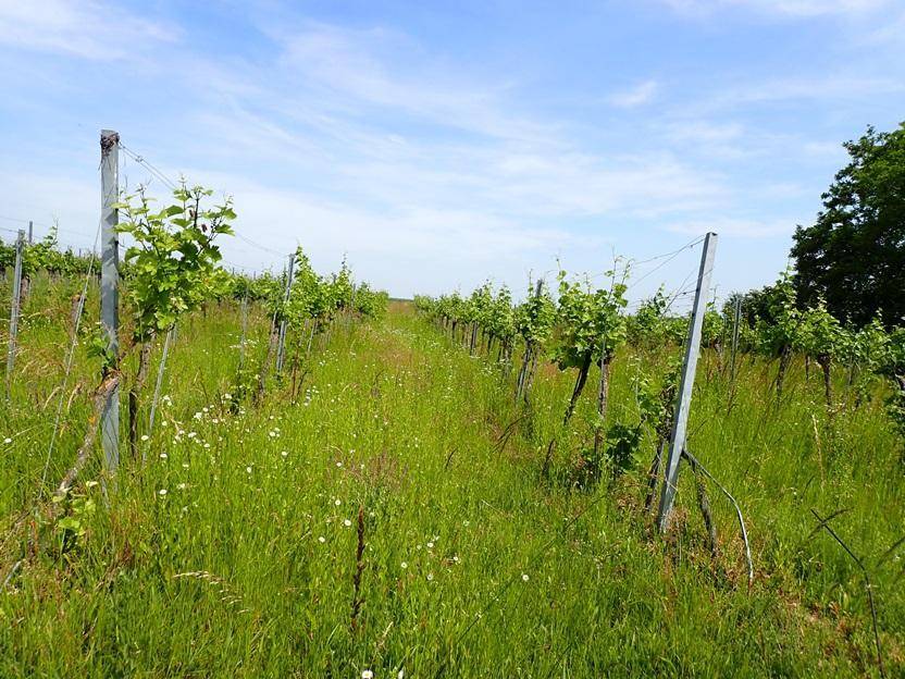Weingarten mit blühenden Wildblumen und Gräsern zwischen den Rebenreihen.