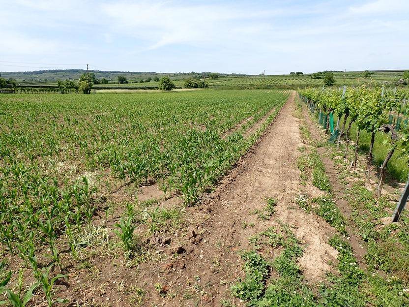 Feld mit jungen Maispflanzen neben einem Weingarten unter blauem Himmel.
