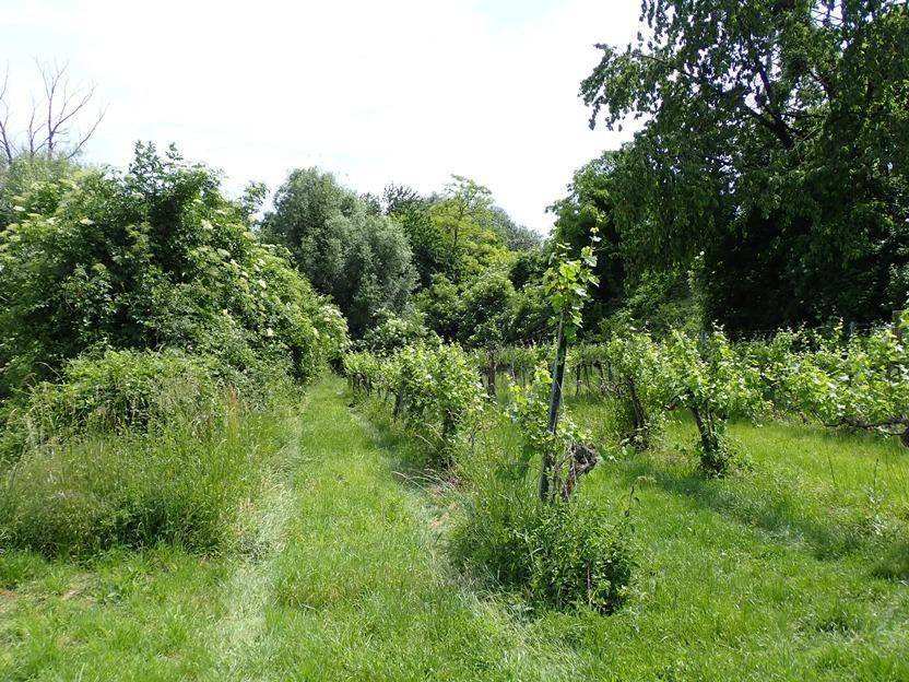 Weingarten umgeben von dichter, natürlicher Vegetation und hohen Gräsern.